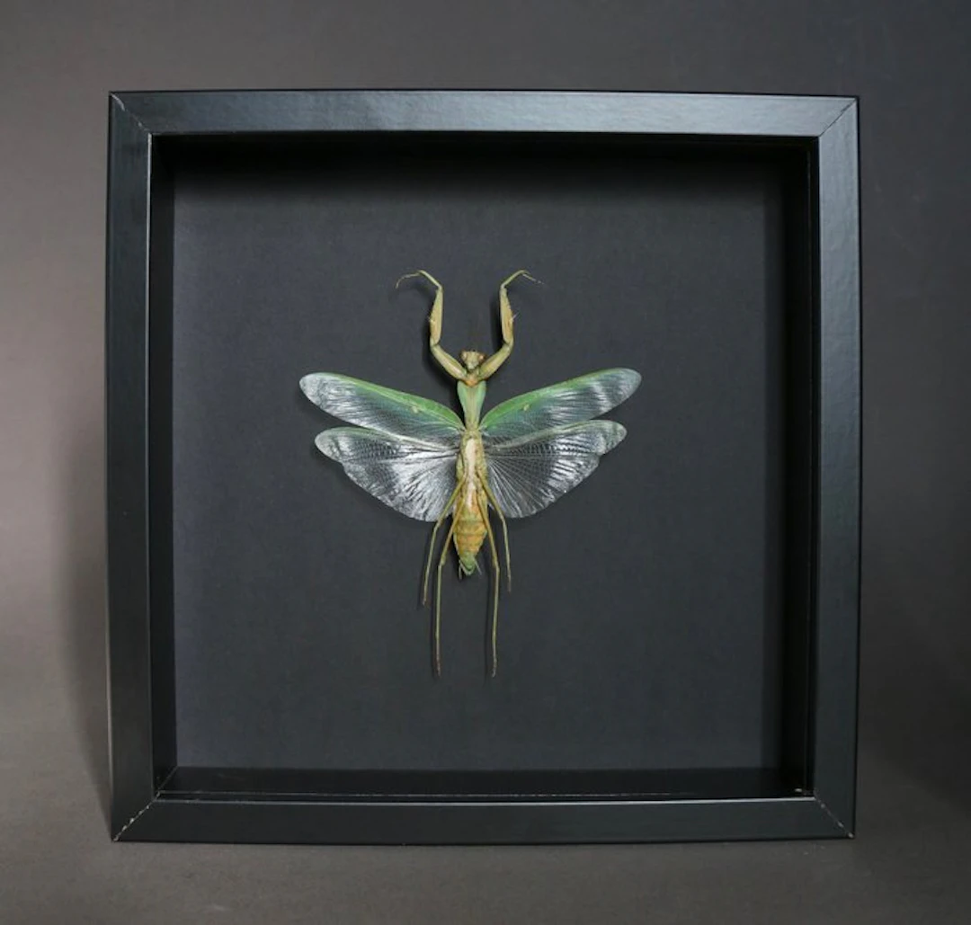 mante Taxidermy full body mount - Rhombodera...