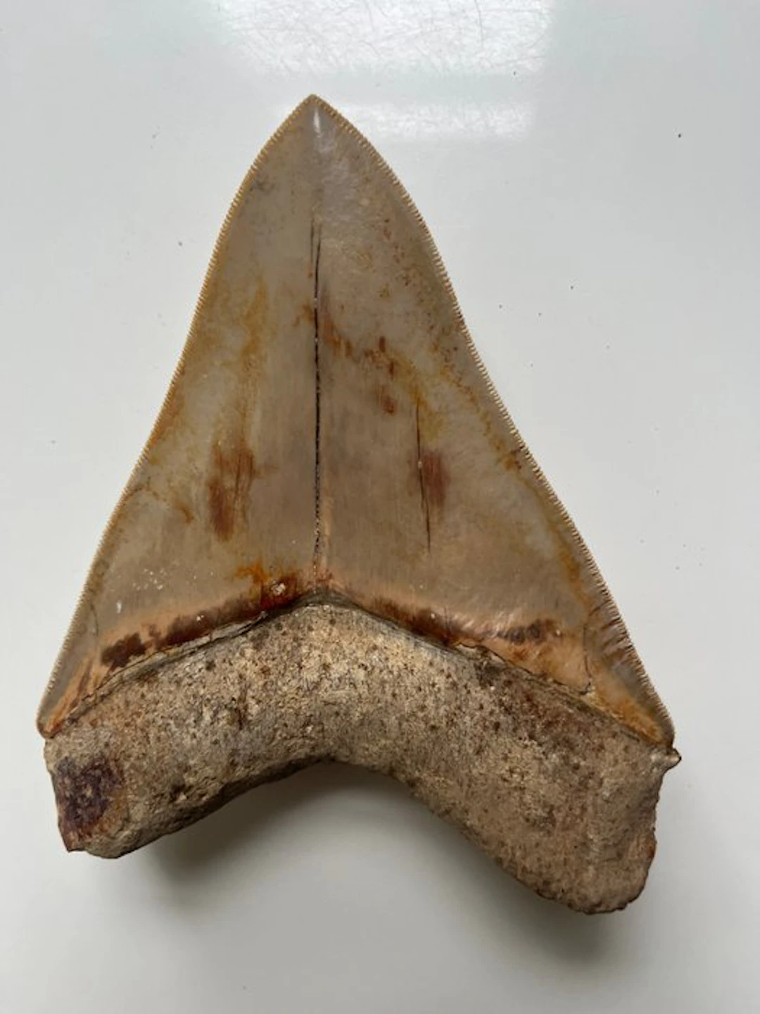 Huge Megalodon tooth 13,3 cm - Fossil tooth - Carcharocles megalodon