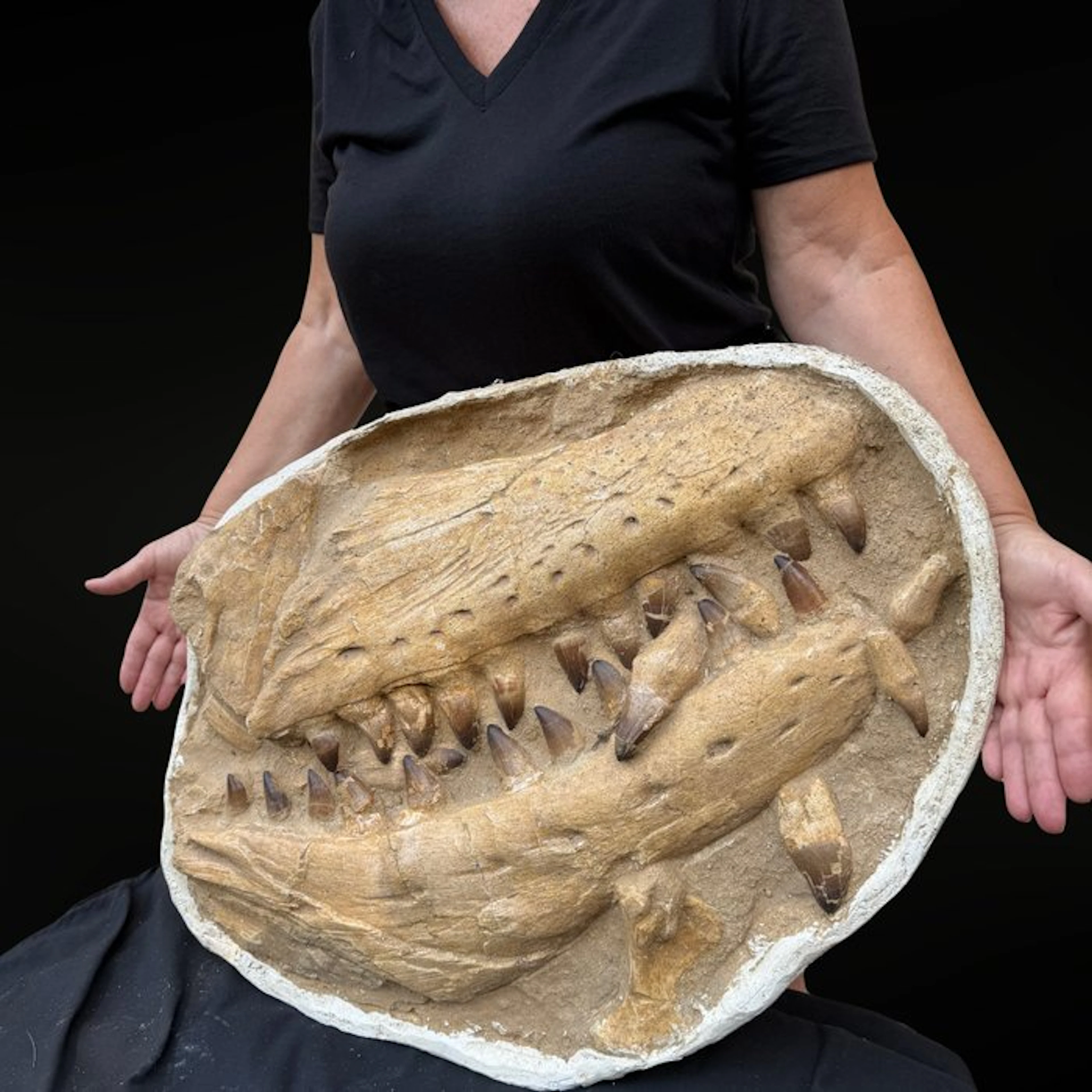 Mosasaur jaw Curry Prognathodon – Authentic natural...