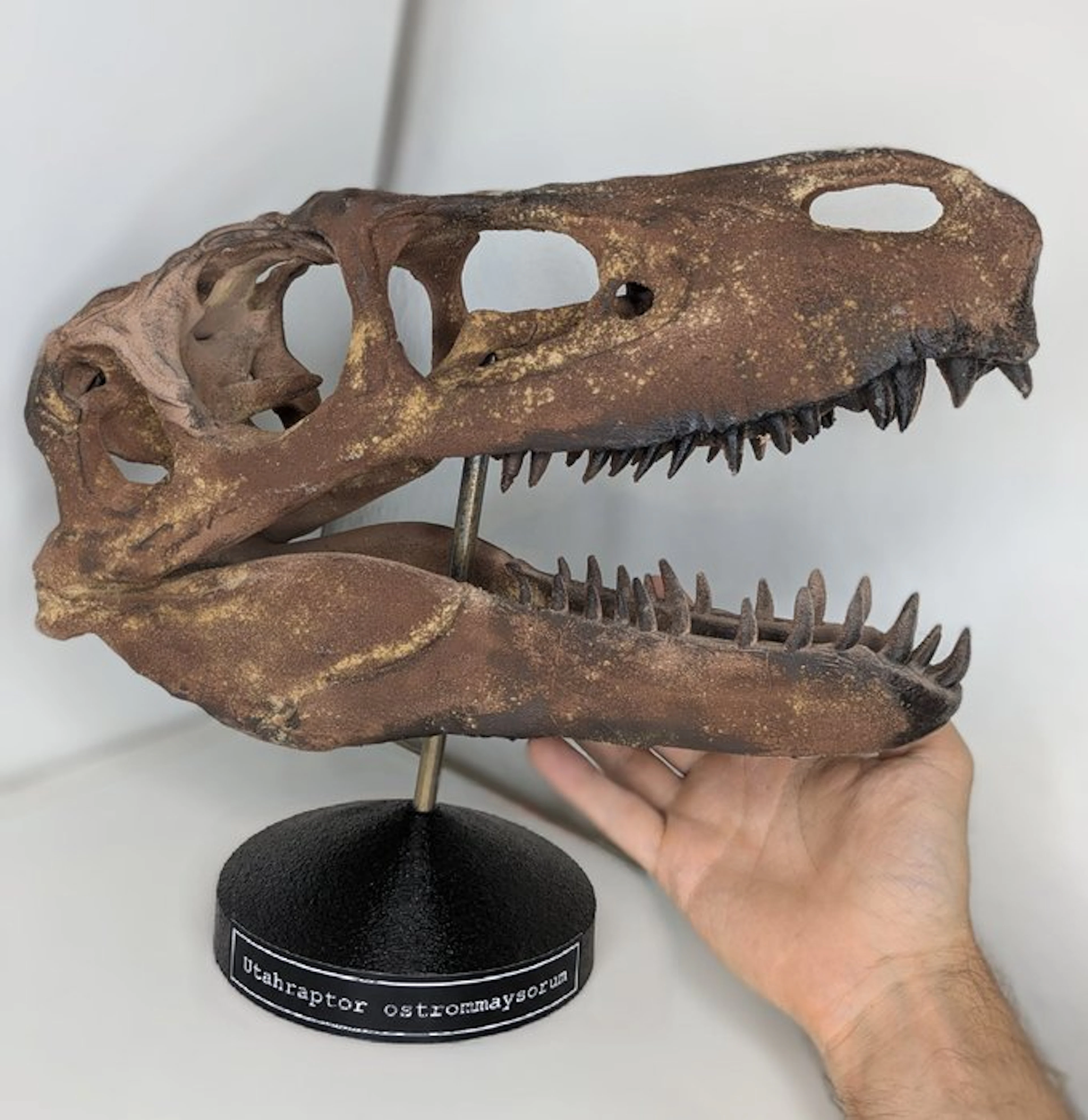Fossil skull - Utahraptor ostrommaysorum - Museum-Grade REPLICA - 35 cm - 30 cm