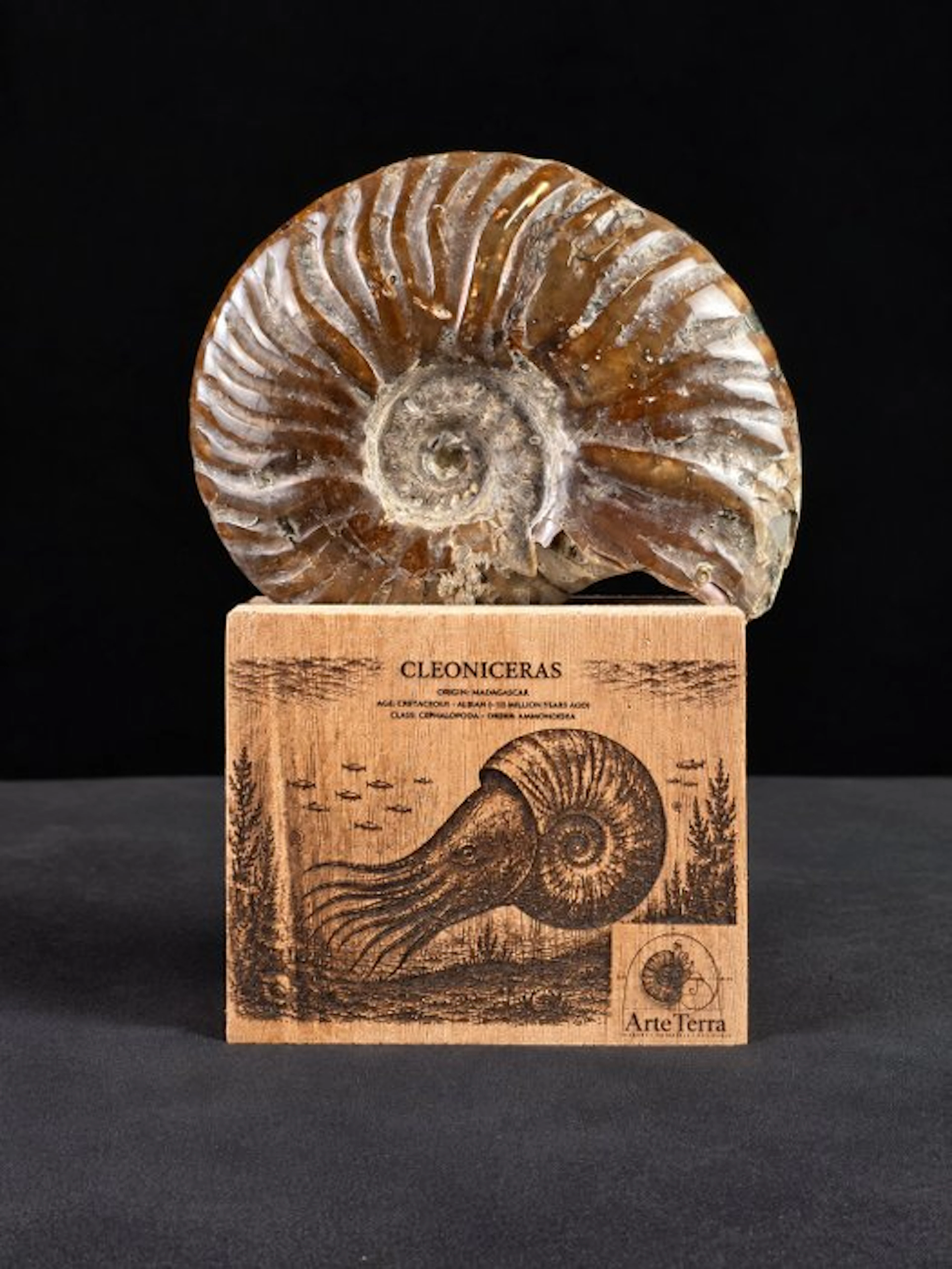 Ammonite - Fossilised animal - Cleoniceras Ammonite...