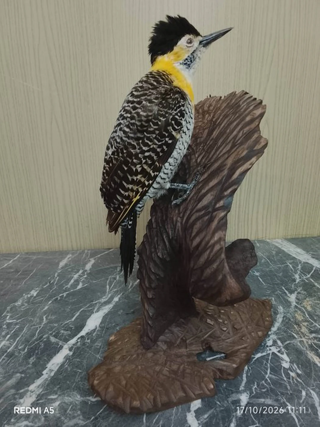 country carpenter Taxidermy full body mount - Colaptes...