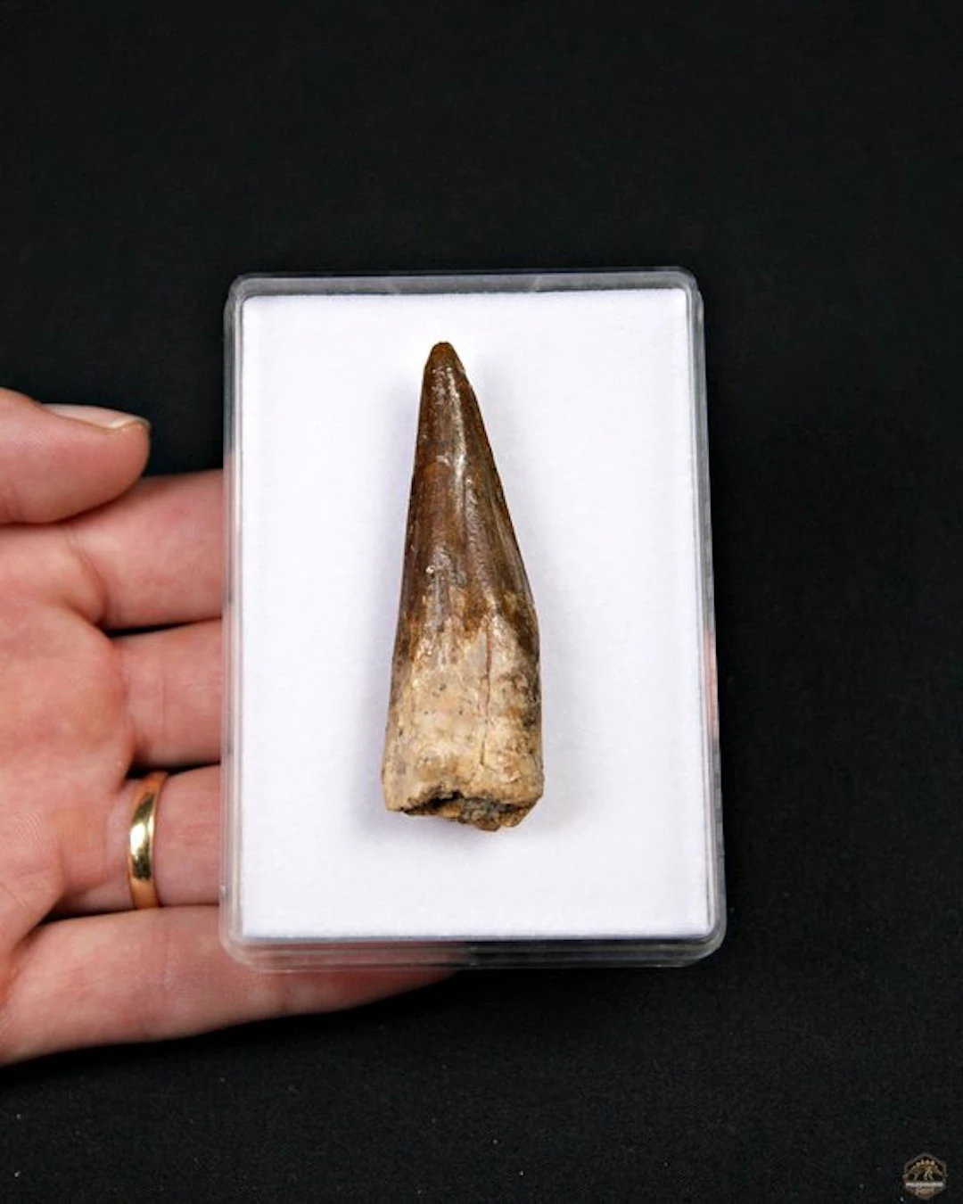 Enormous Spinosaurus - Fossil tooth - Spinosaurus aegyptiacus (No
