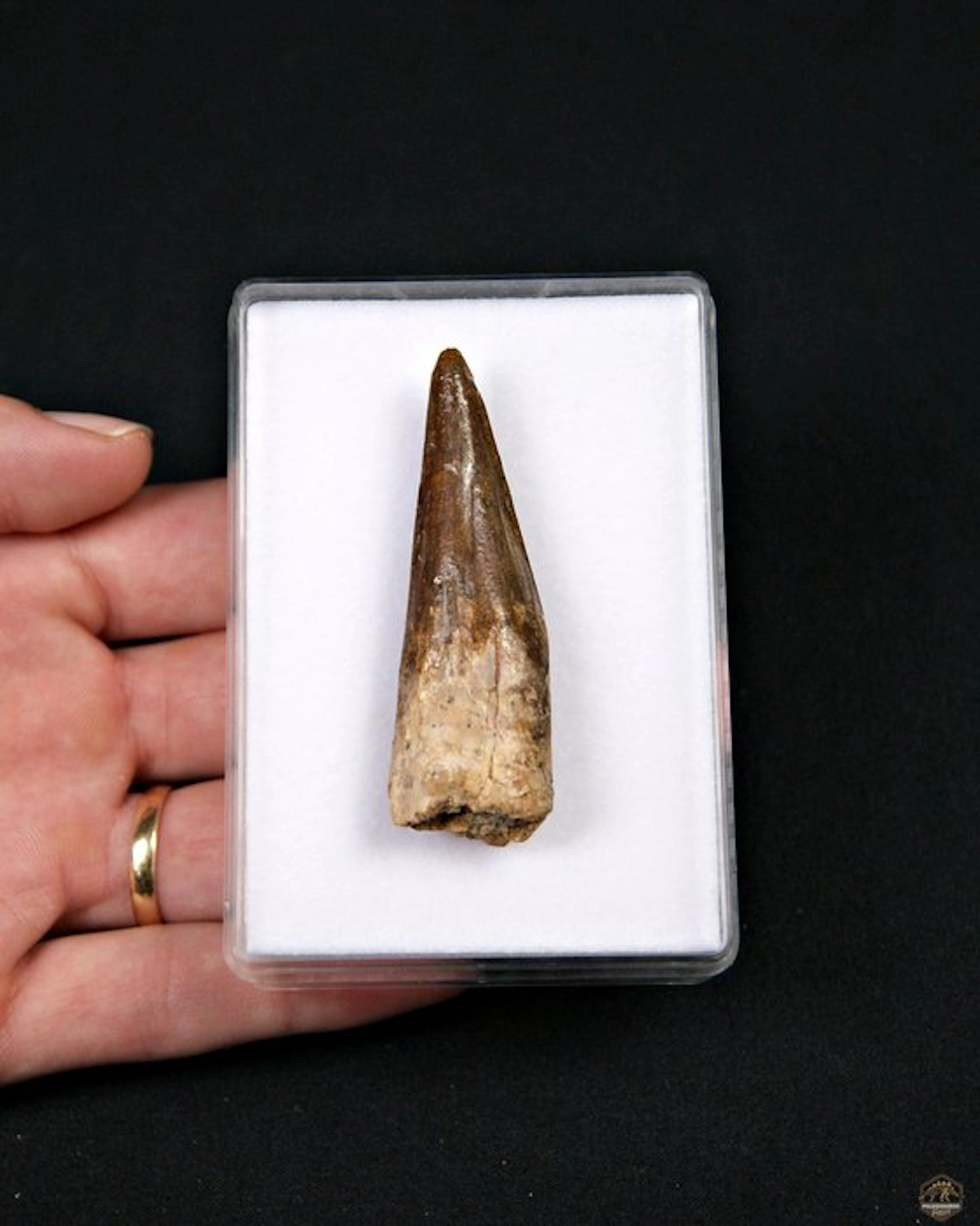 Enormous Spinosaurus - Fossil tooth - Spinosaurus aegyptiacus (No