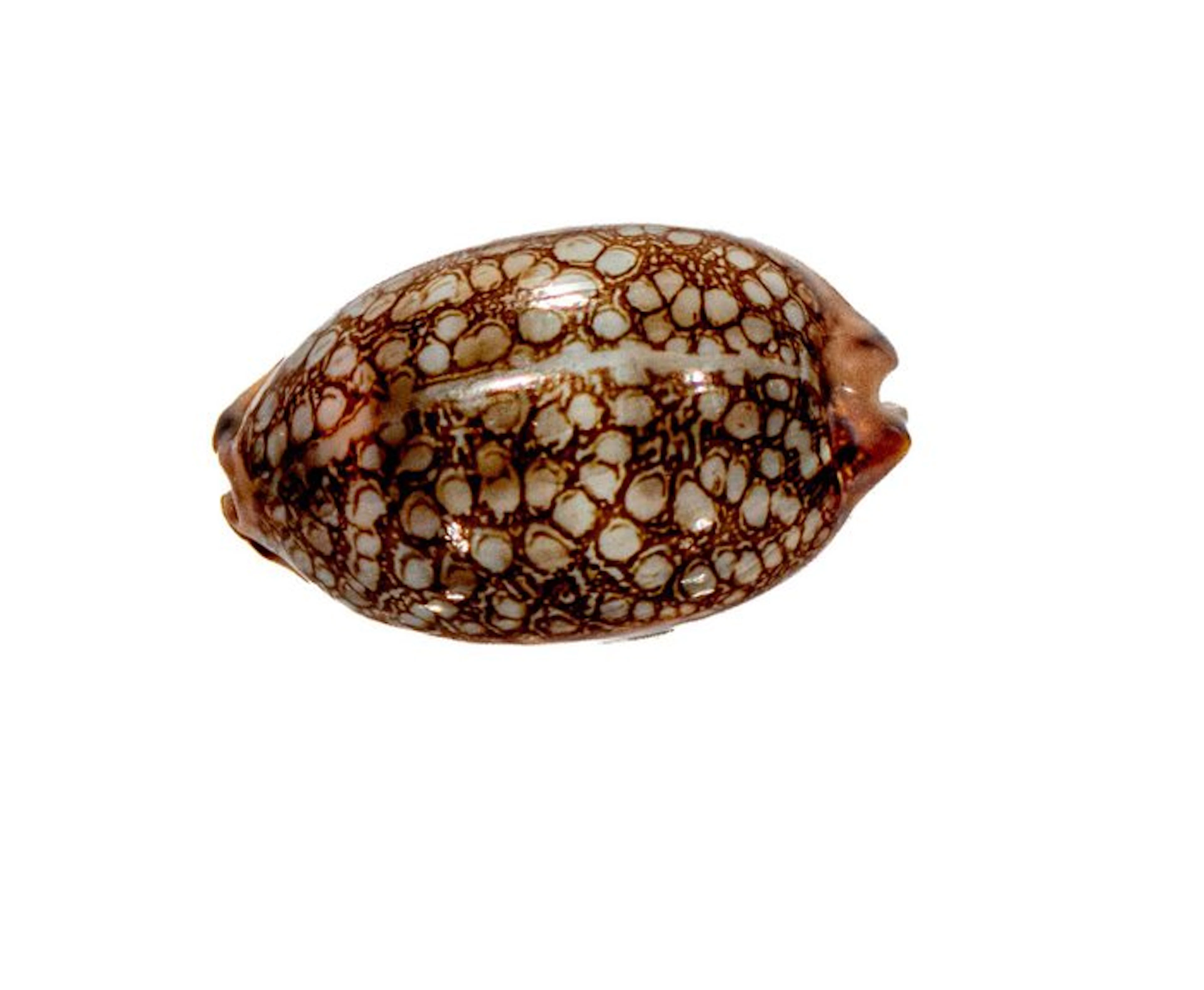 Mauritia scurra (42 mm