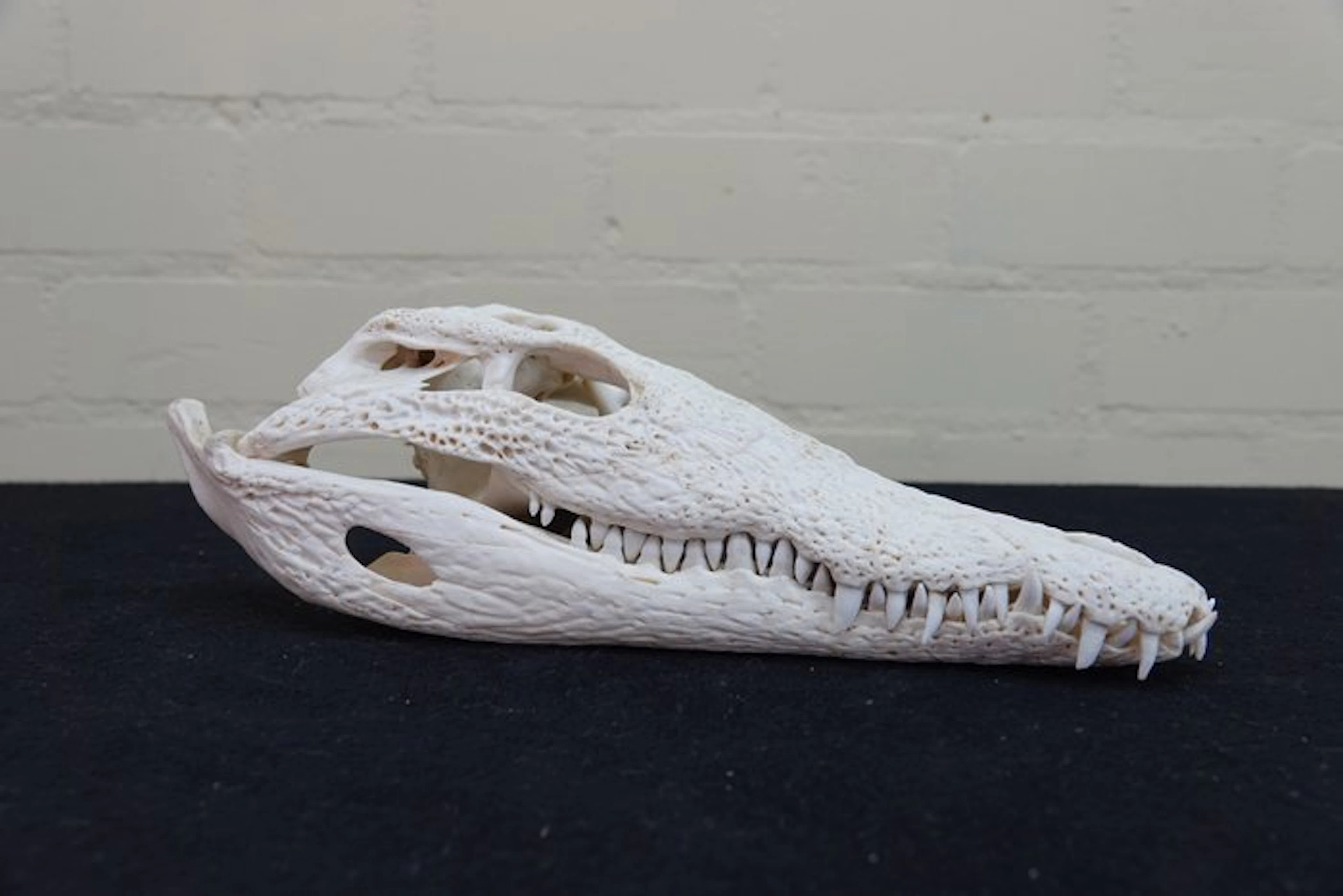 Nile Crocodile 32 cm Skull - Crocodylus niloticus (with...
