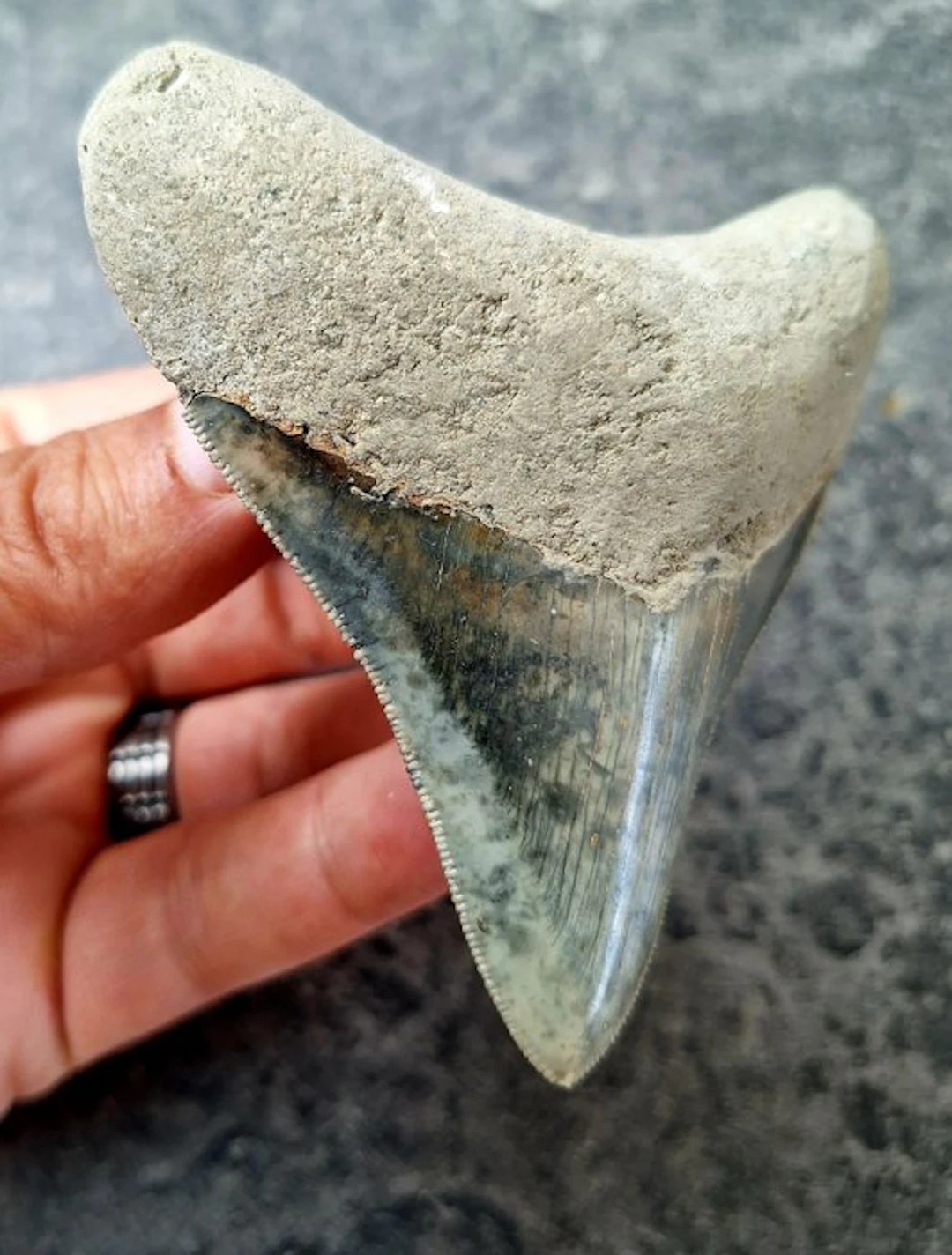 Megalodon - Fossil tooth - 9 cm - 8.5 cm