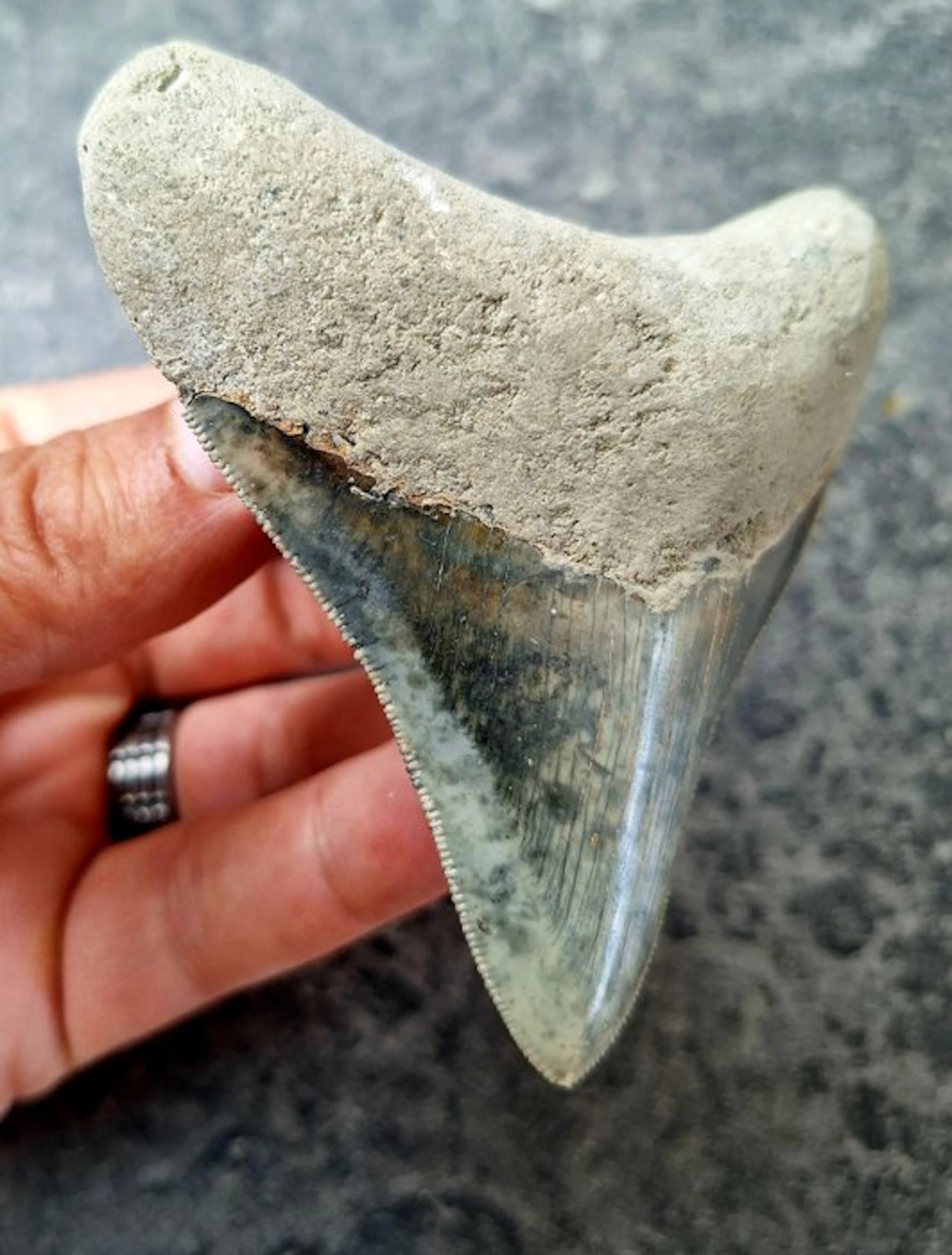 Megalodon - Fossil tooth - 9 cm - 8.5 cm