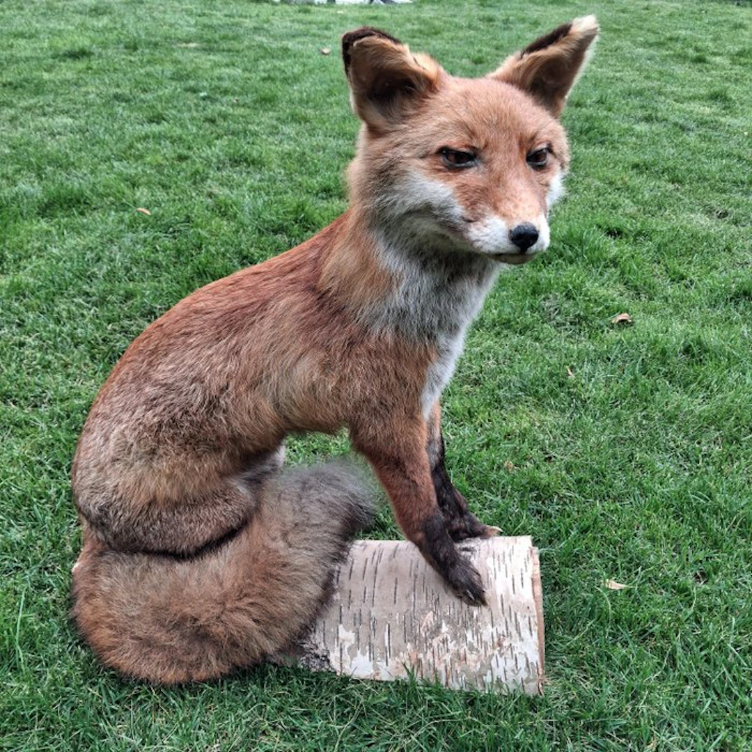 Red Fox Taxidermy full body mount - Vulpes Vulpes im...