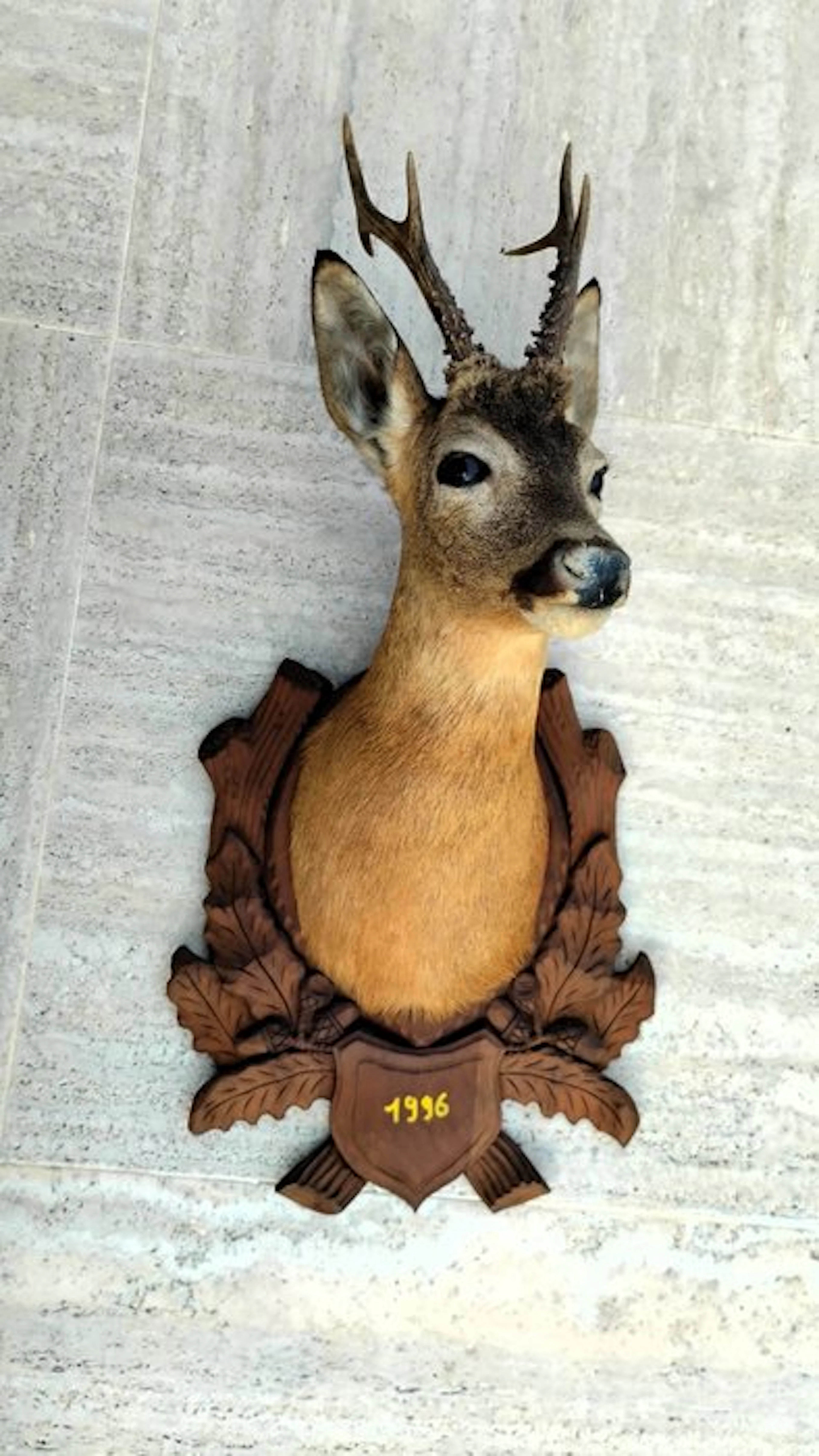 Roebuck Taxidermy full body mount - Capreolus capreolus...