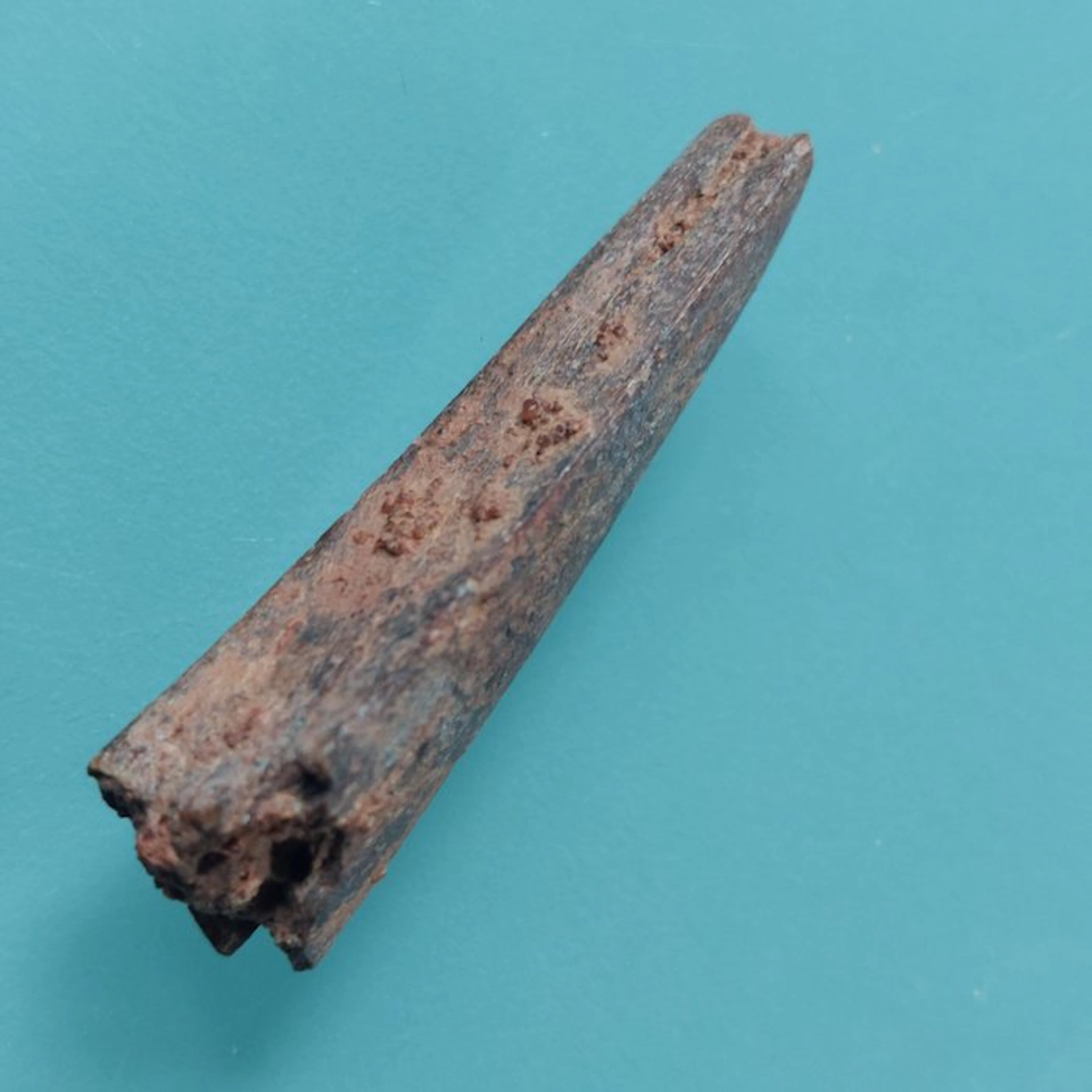 Pterosaur - Fossilised jaw - 42 mm - 12 mm
