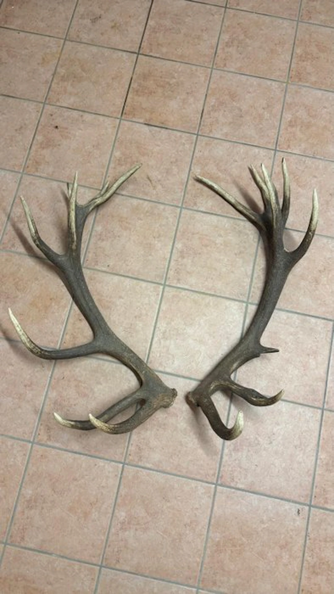 Deer Horns - Cervo - 100 cm - 50 cm - 50 cm - (2)