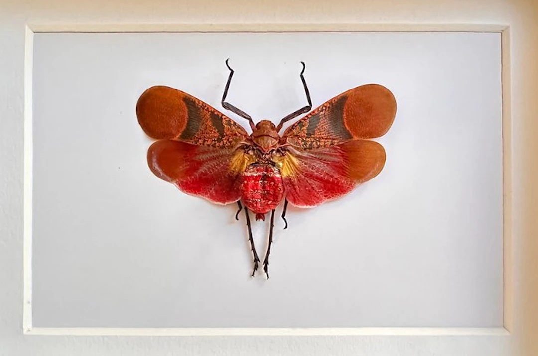 Butterfly Taxidermy full body mount - Scamandra rosea...