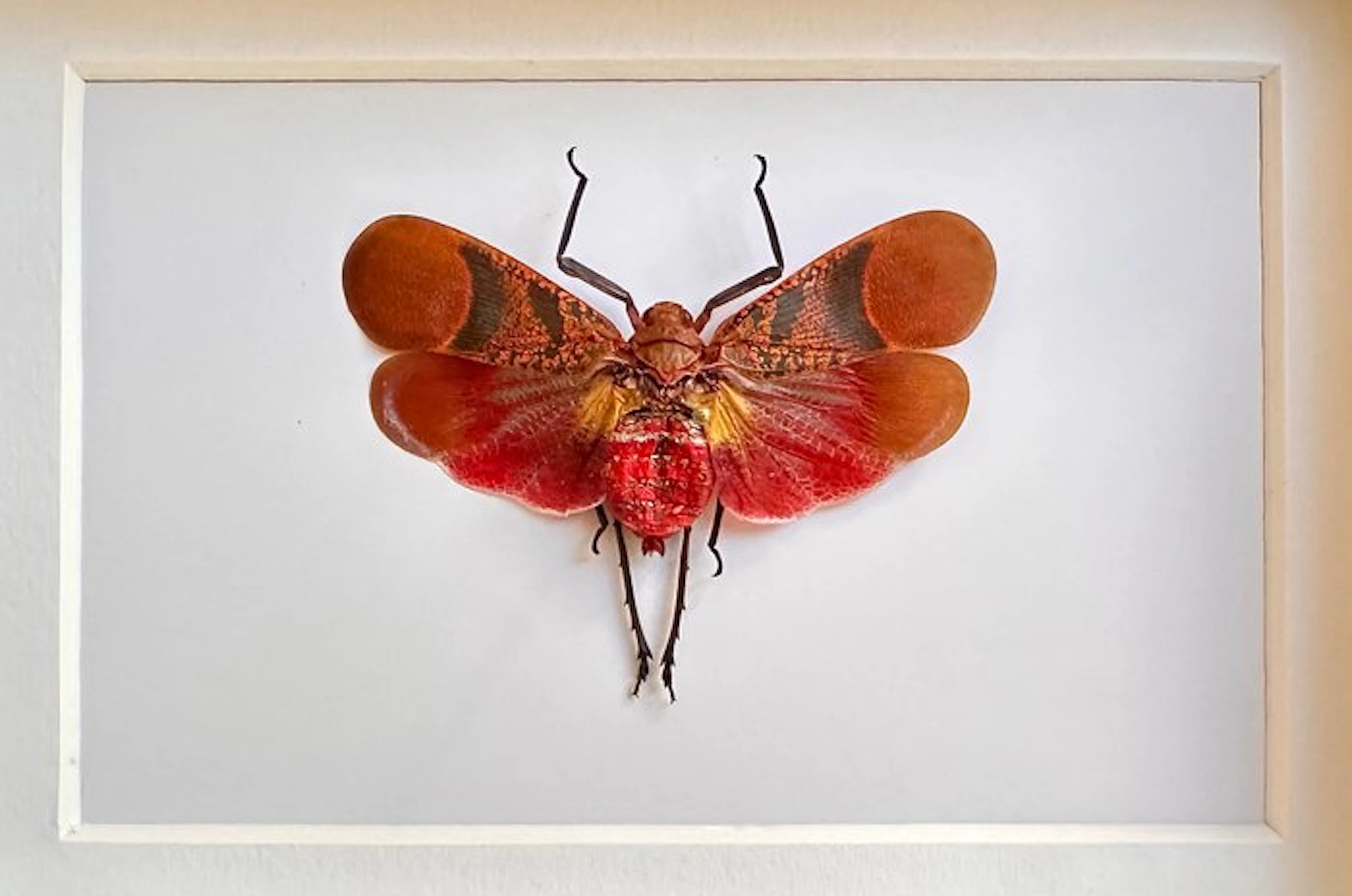 Butterfly Taxidermy full body mount - Scamandra rosea...