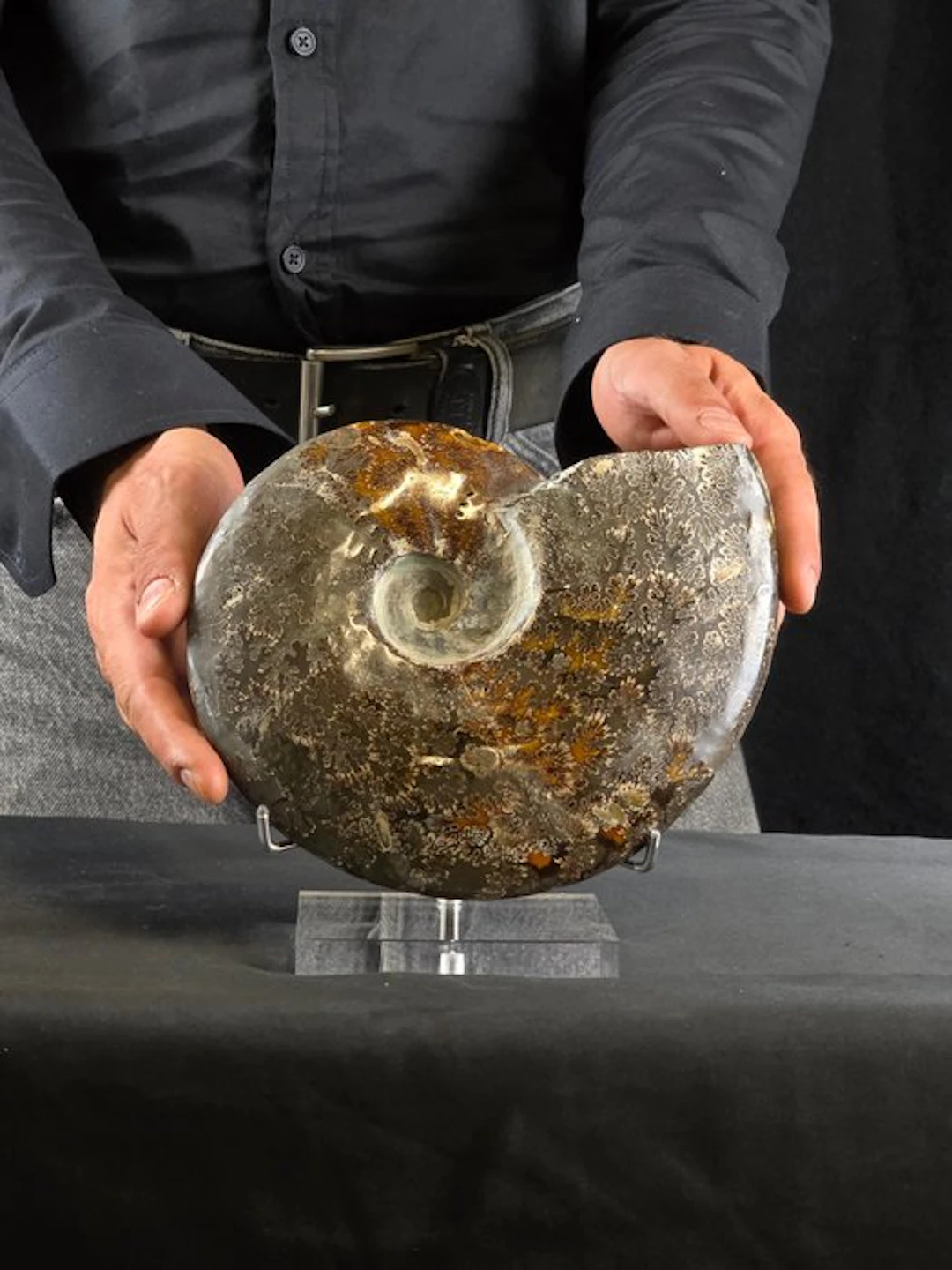 Ammonite - Fossilised animal - Ammonite Cleoniceras on elegant display stand