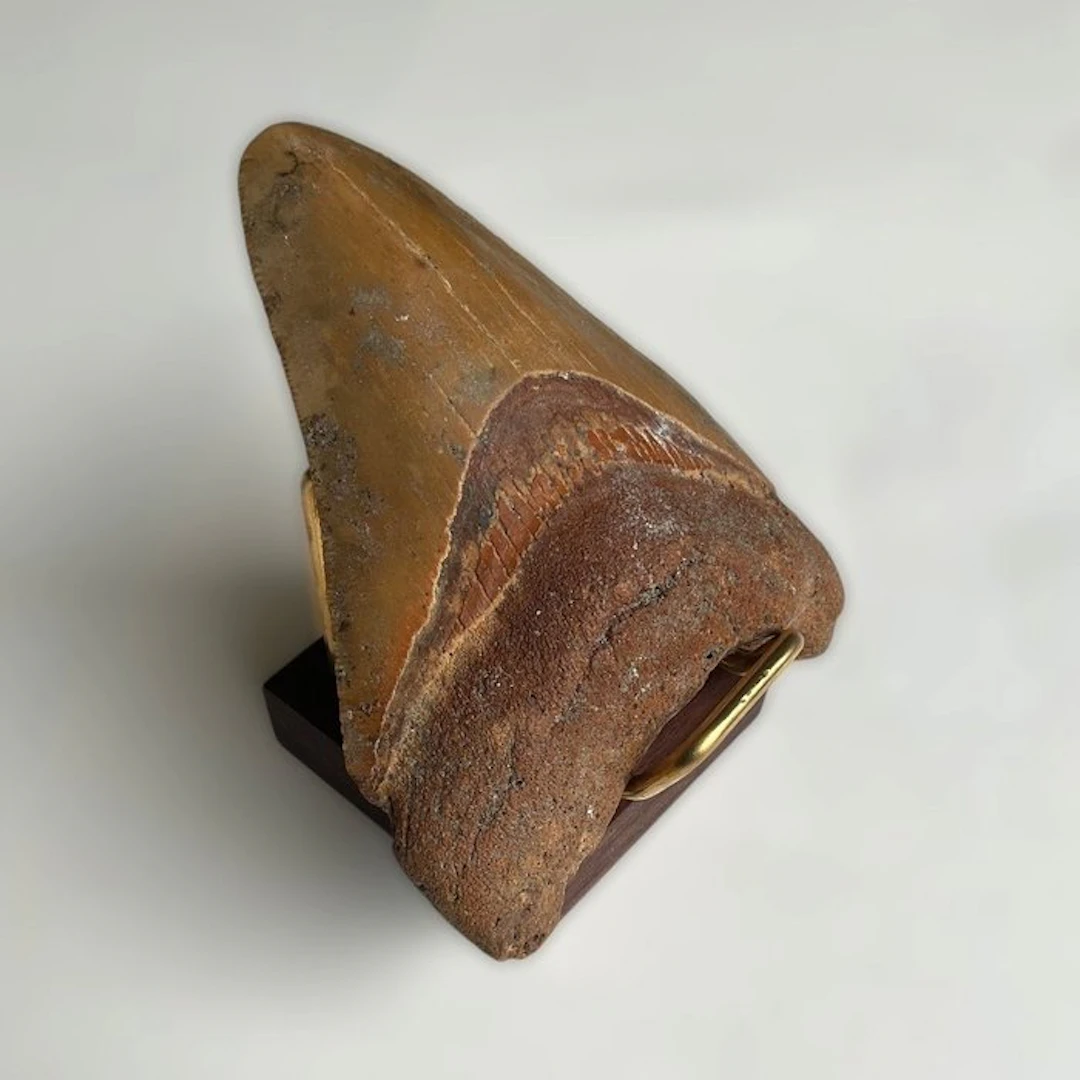 Megalodon - Fossil tooth - 100 mm - 71 mm