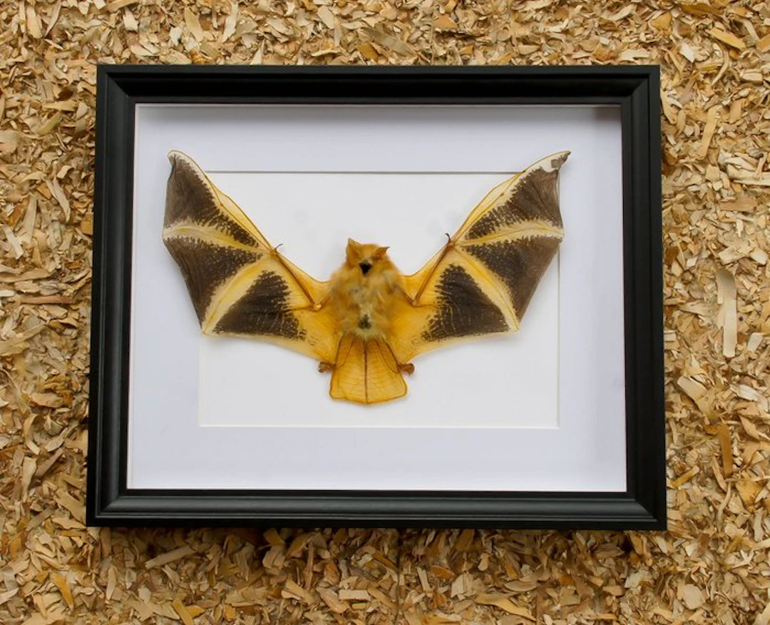 Painted Vesper Bat - framed Taxidermy full body mount...
