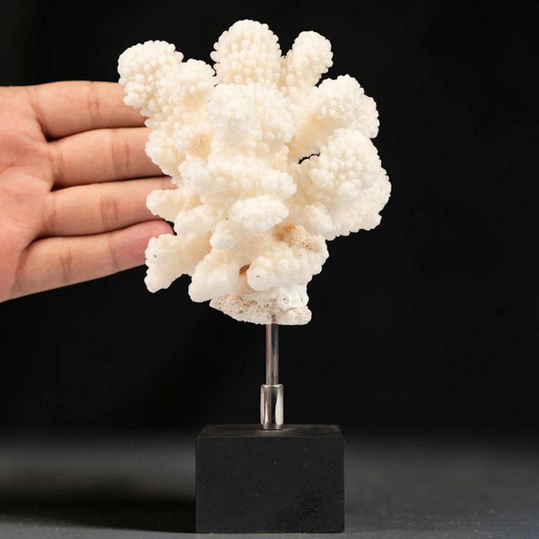 Acropora florida – White Branching Stony Coral Intricate...