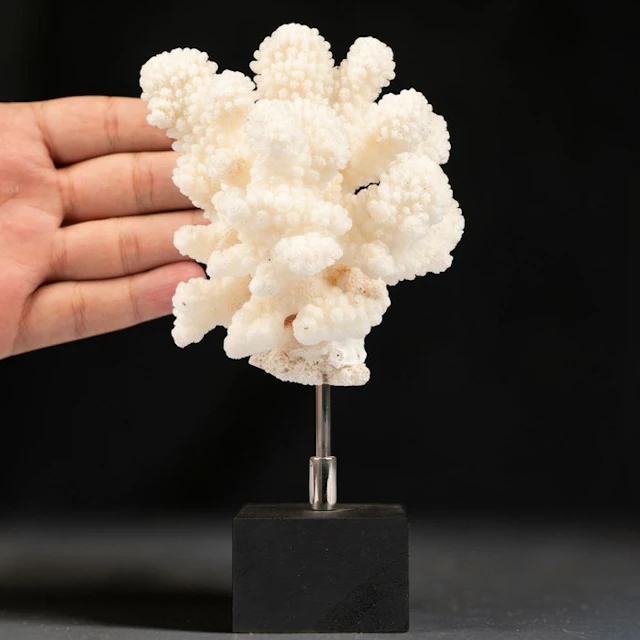 Acropora florida – White Branching Stony Coral Intricate...