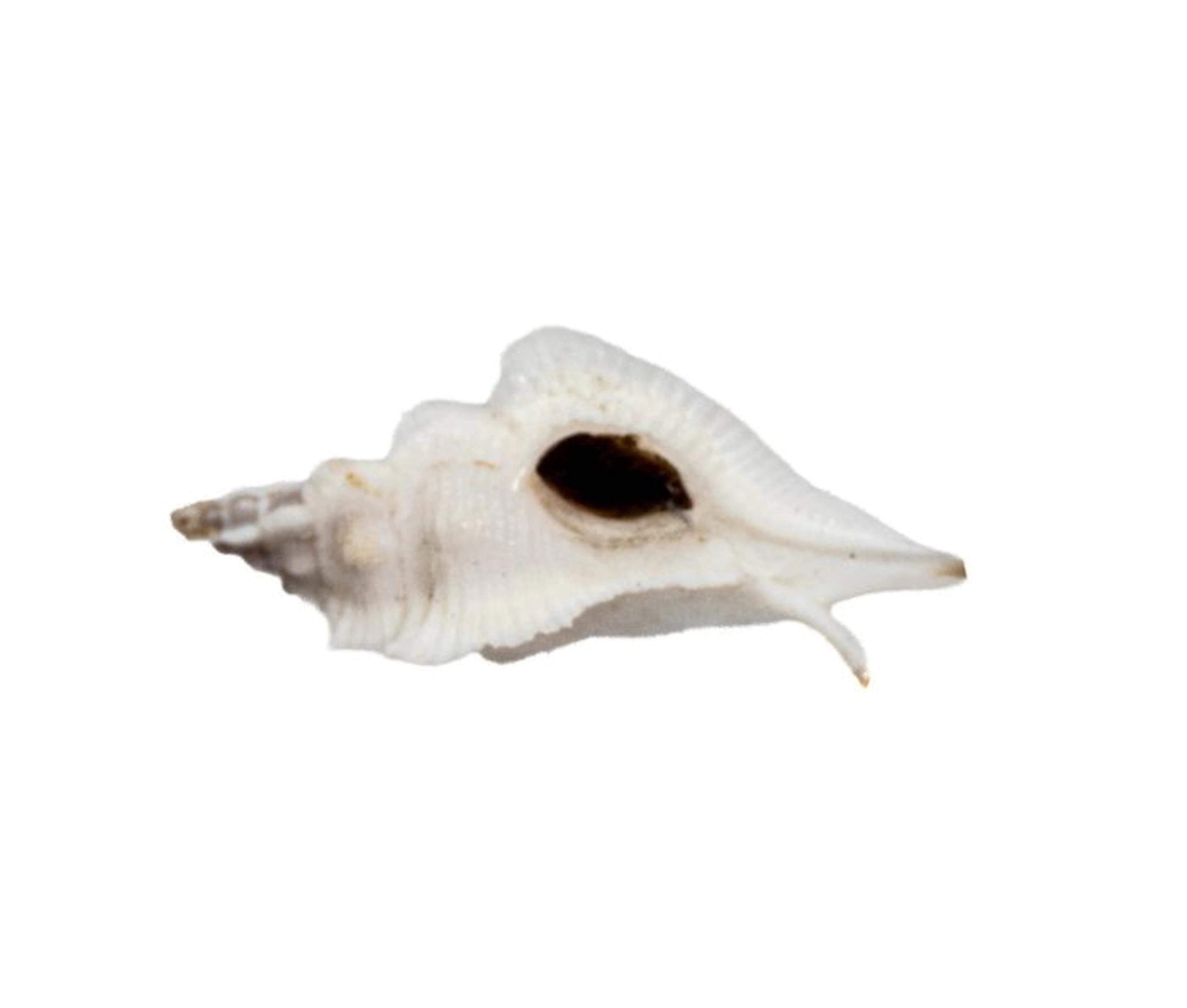 ***Collector Snail*** Taxidermy wall mount - GEM ┼...