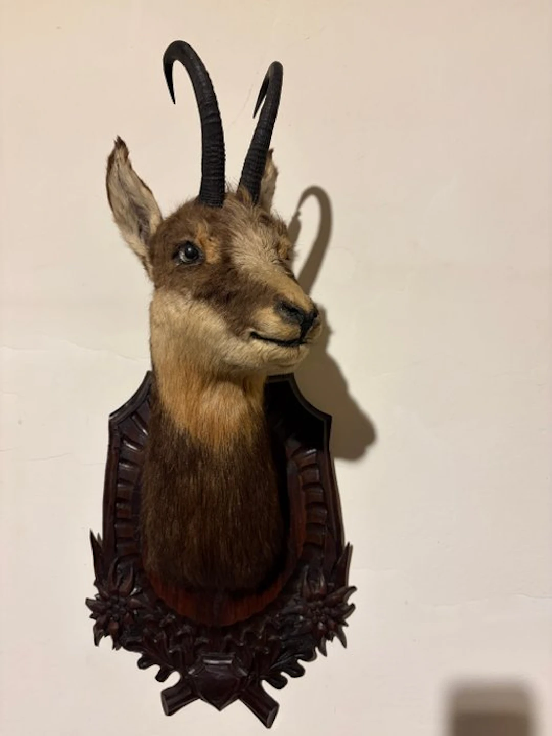 Alpine chamois Taxidermy full body mount - Rupicapra...