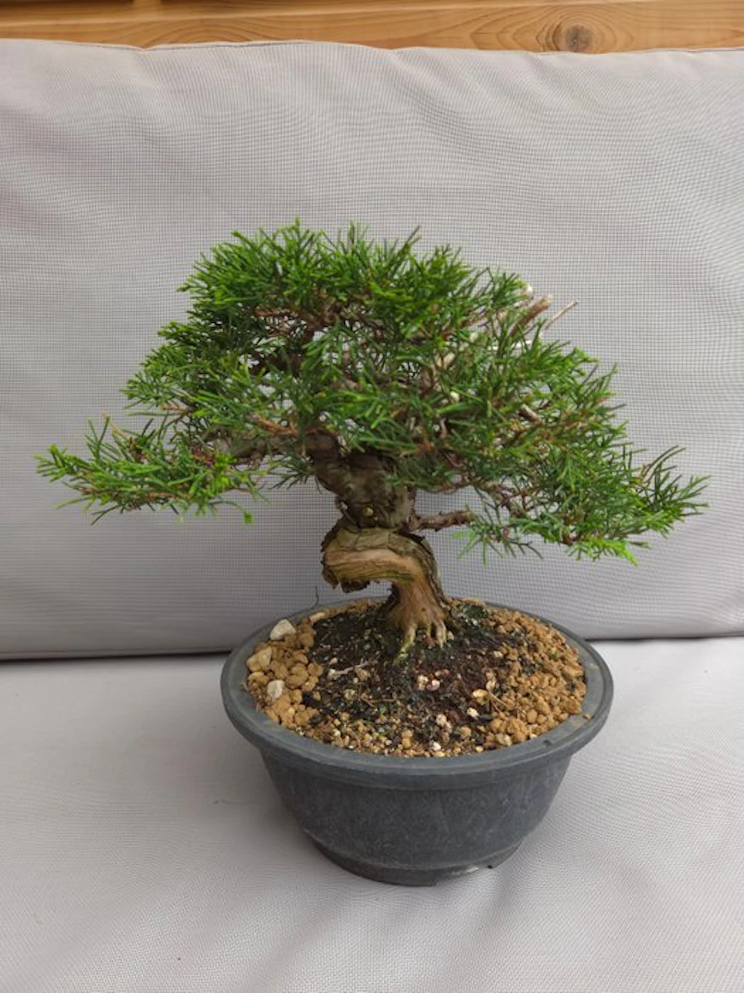 Juniper bonsai (Juniperus) - Height (Tree): 21 cm - Depth (Tree): 30 cm - Japan