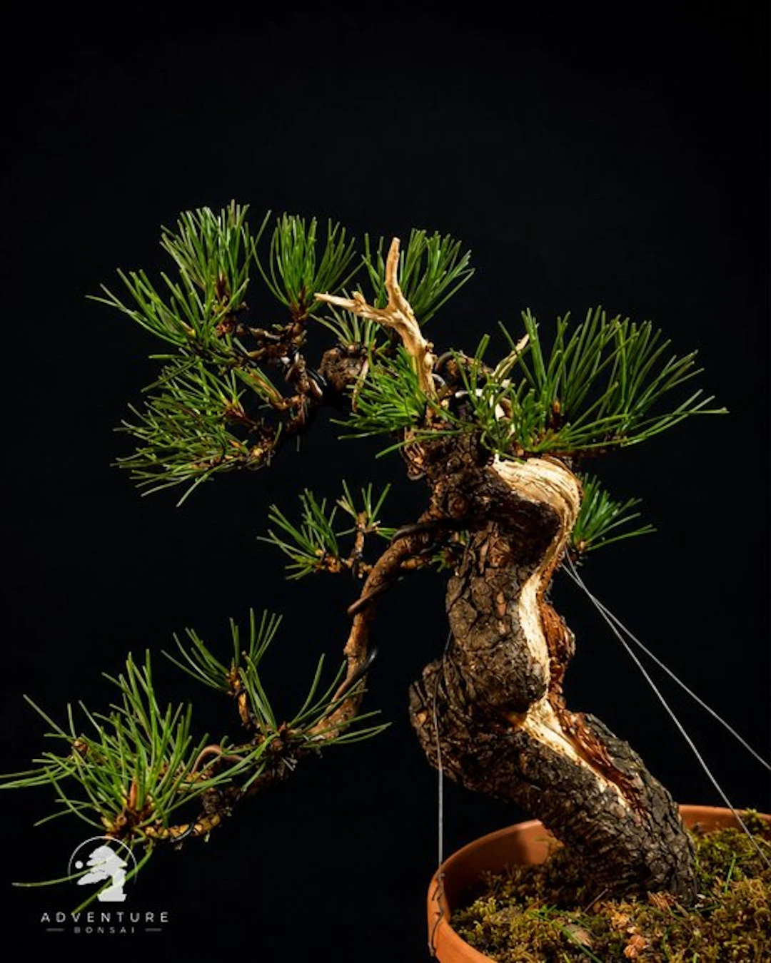 Pine bonsai (Pinus) - Height (Tree): 35 cm - Depth (Tree): 25 cm - Italy