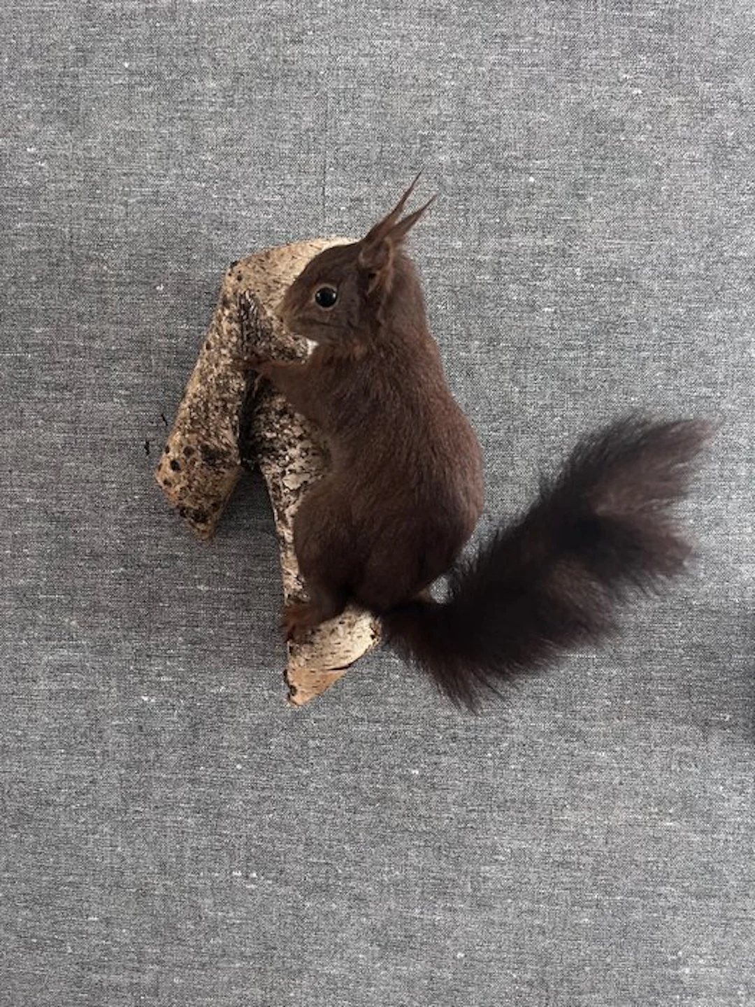 Red Squirrel - Taxidermy full body mount - Sciurus...