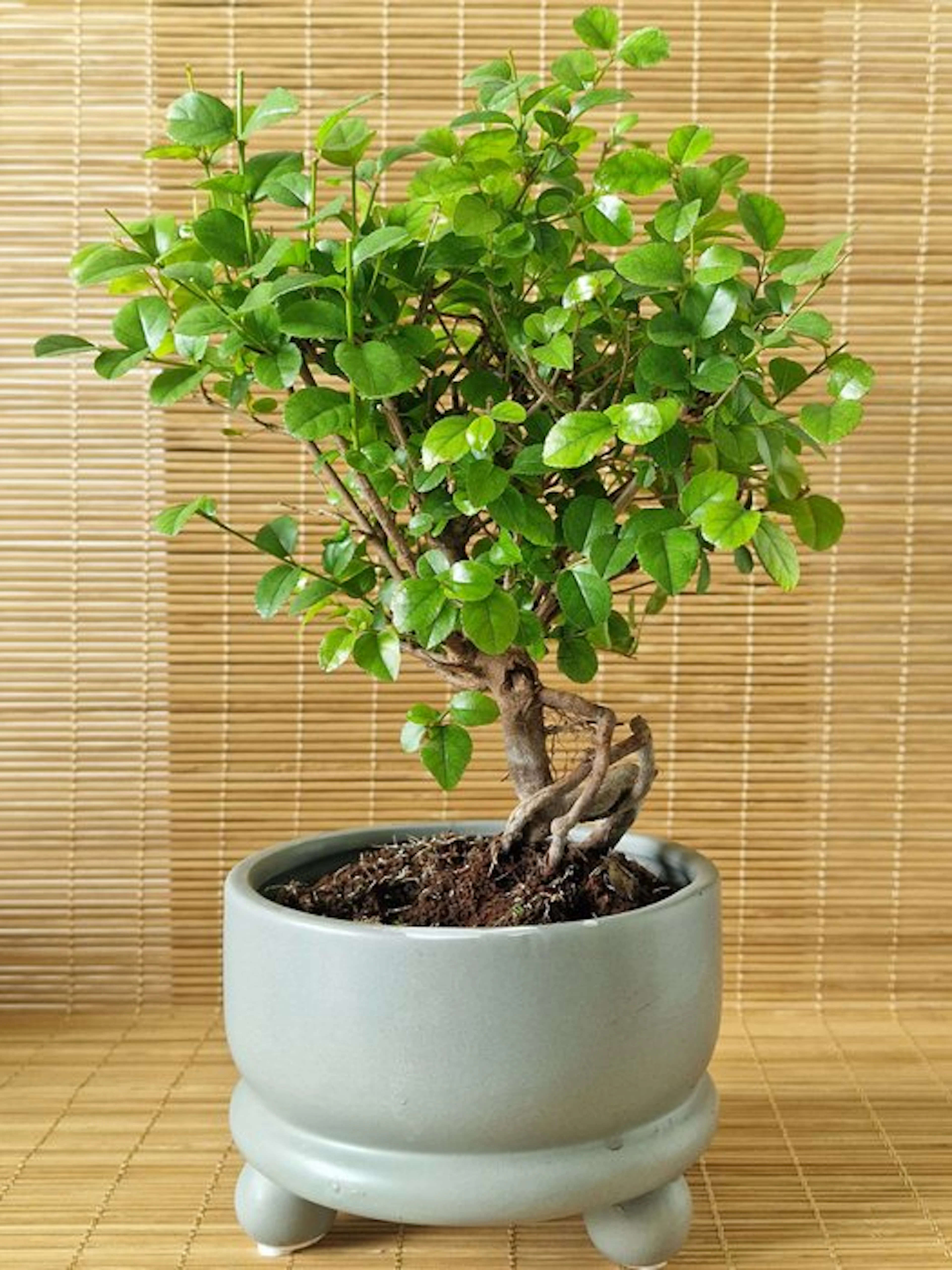 Bird plum bonsai (Sageretia theezans) - Height (Tree): 16...