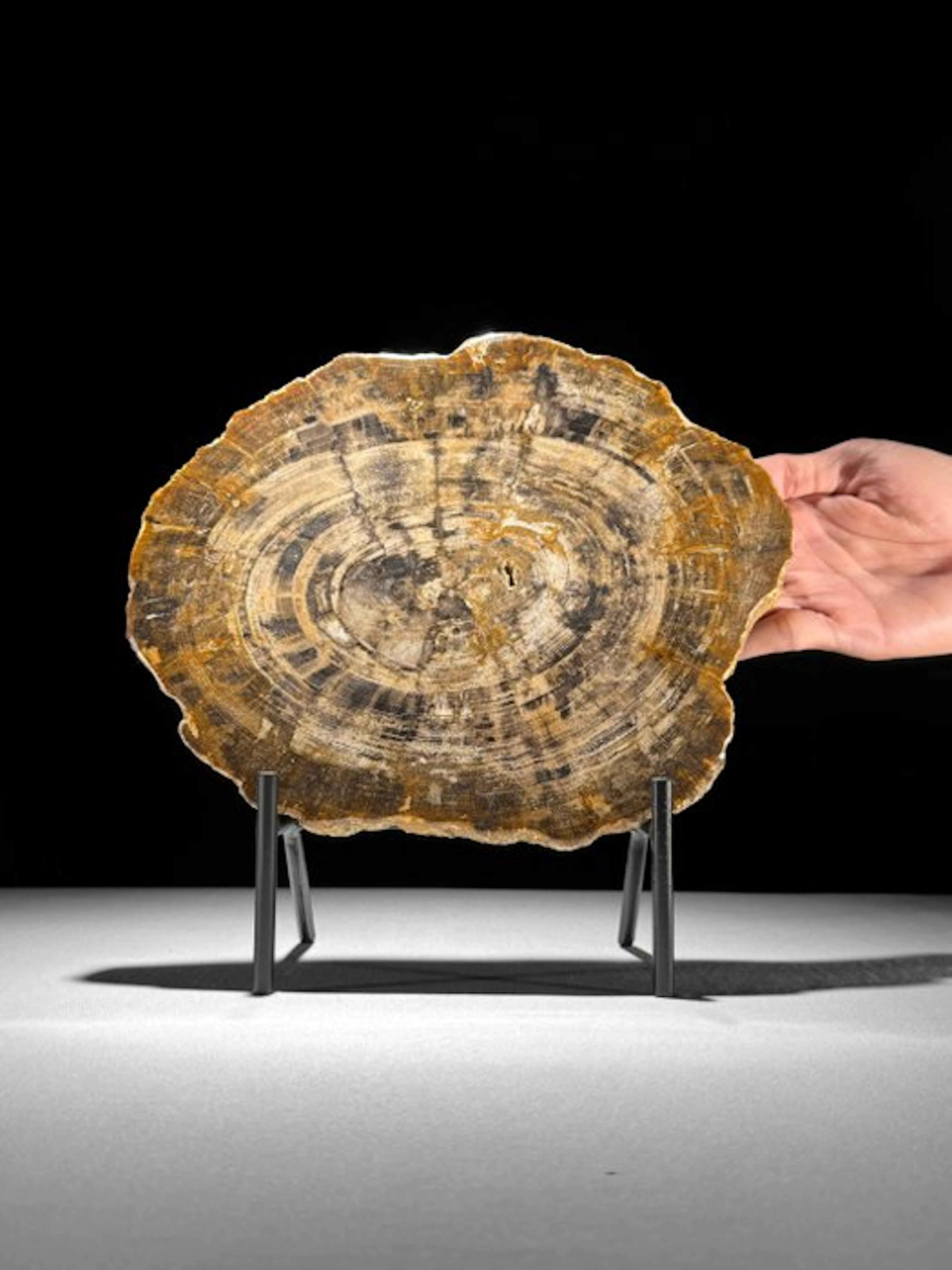 Wonderful Large Slice of Petrified Wood on a custom stand...