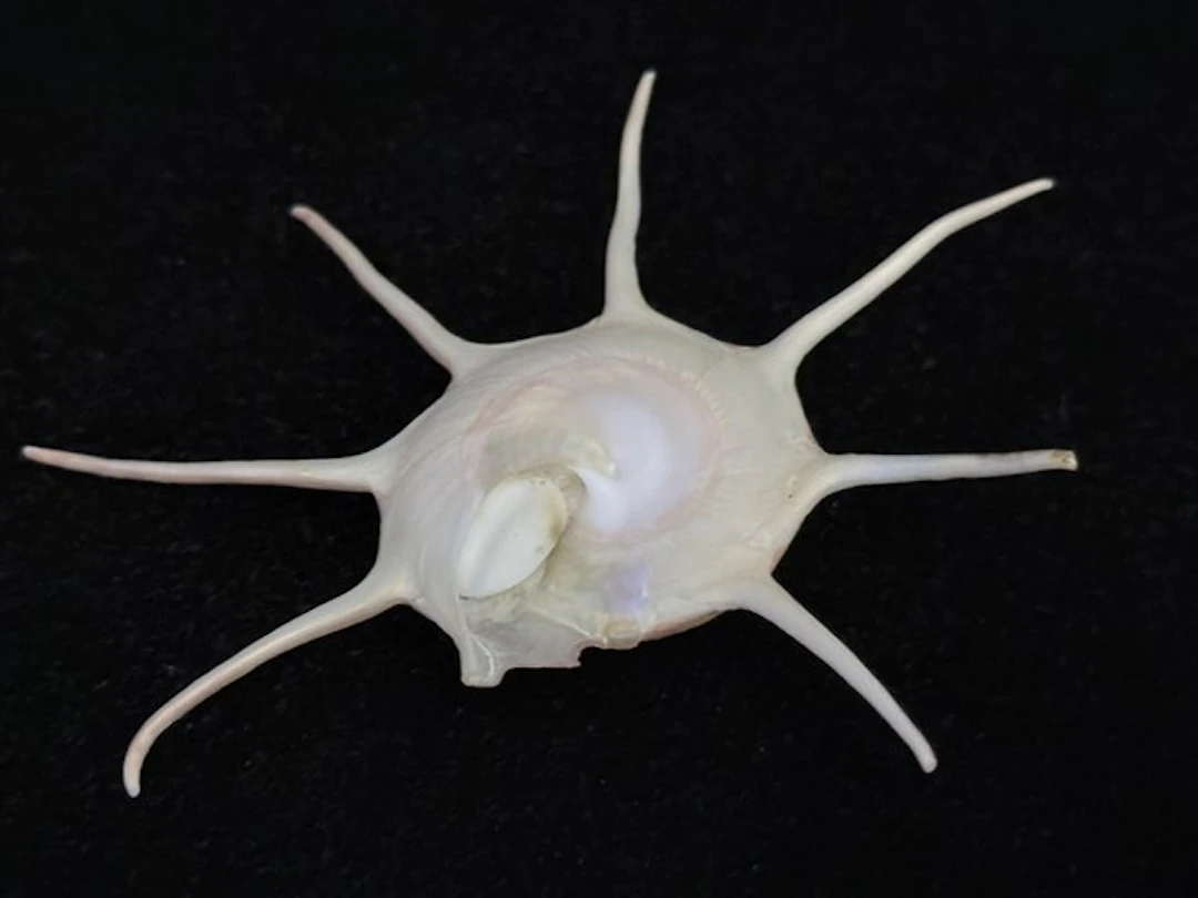 Sea Snail Sea shell - S-637 GUILDFORDIA YOKA (No reserve price)