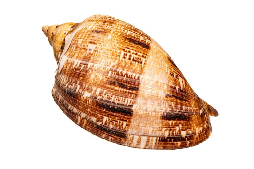 Cymbiola magnifica (splendid volute) – Perfect...