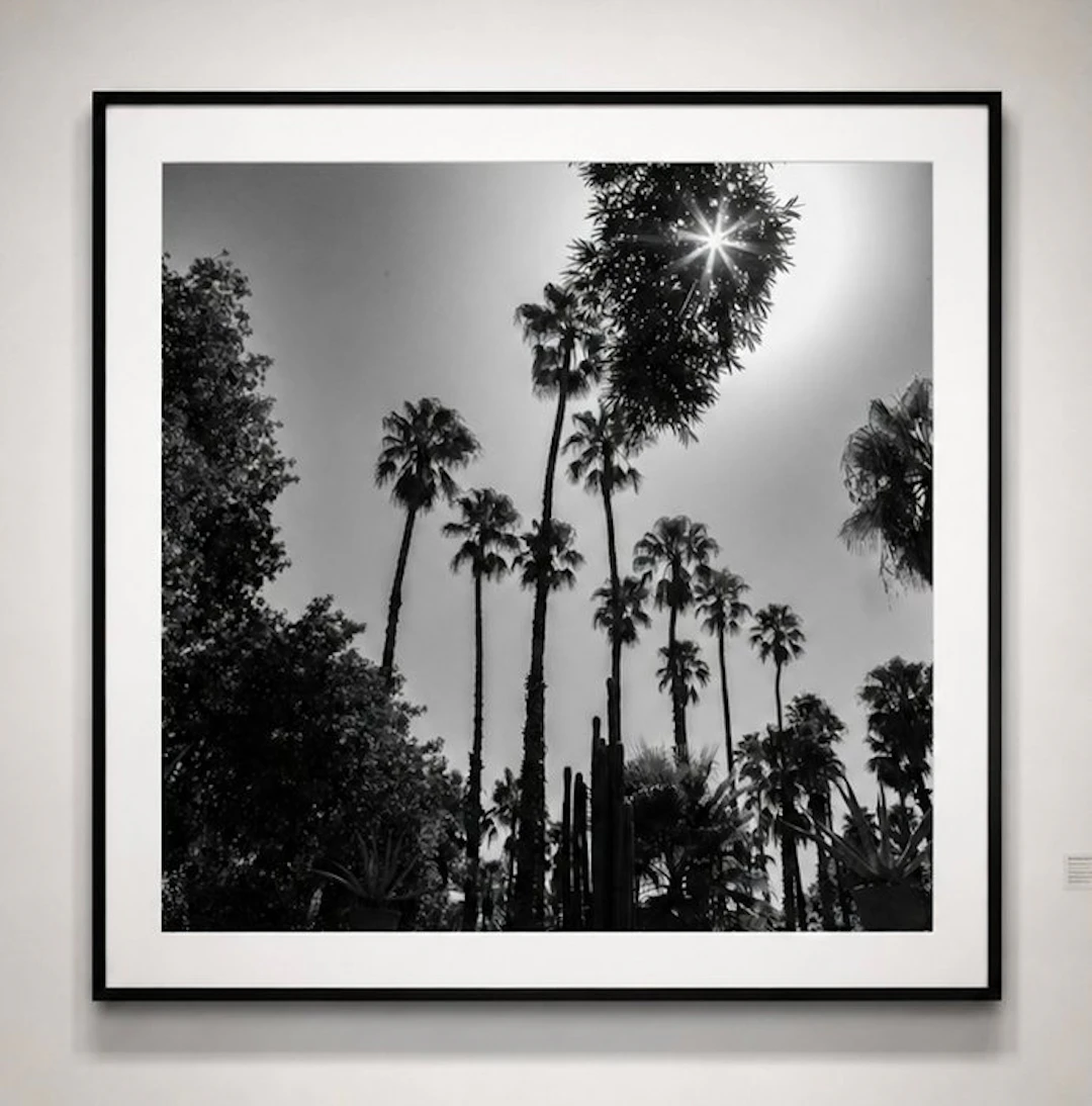 Ben Dauchez - An after noon at Majorelle B&W