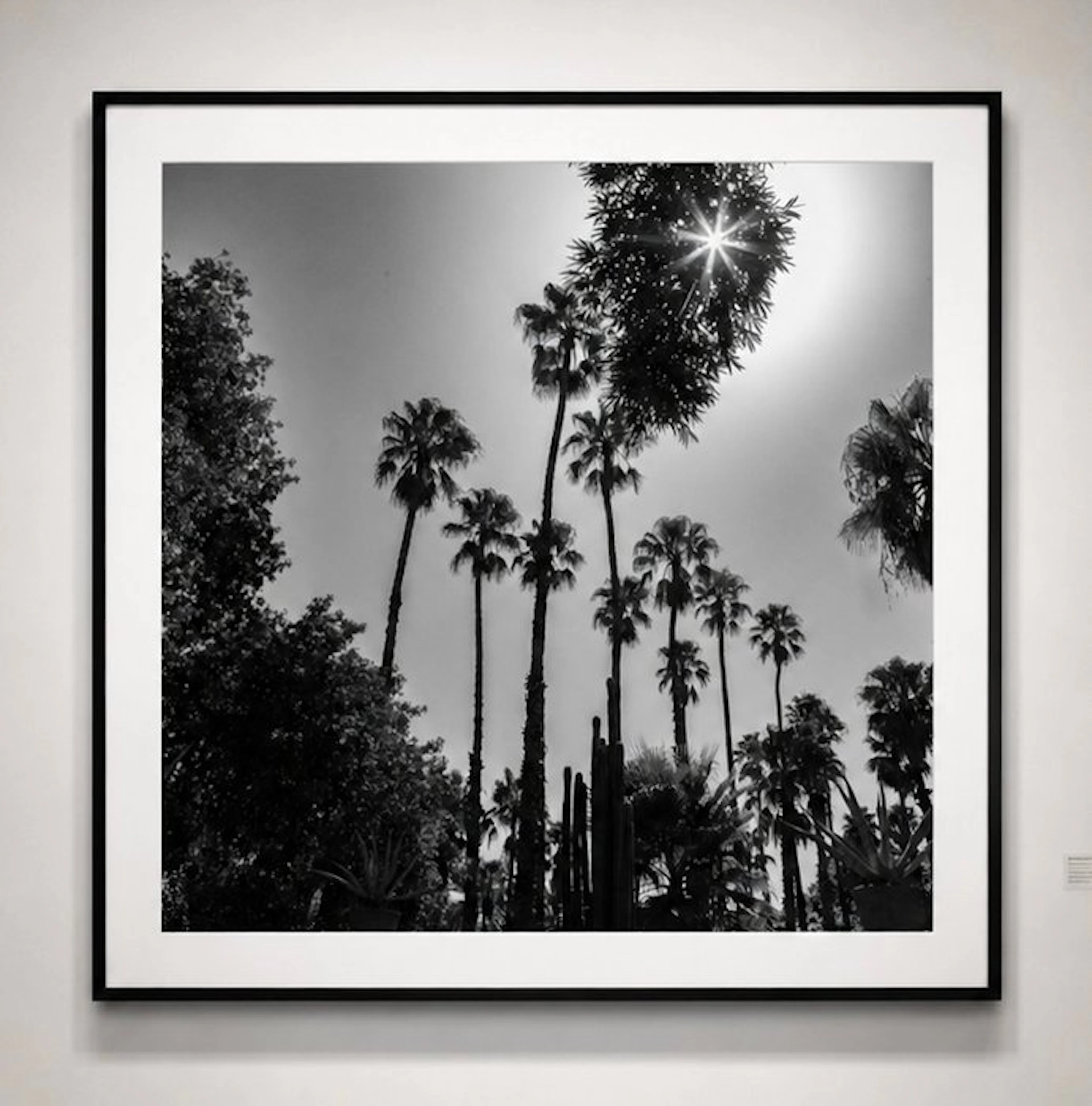 Ben Dauchez - An after noon at Majorelle B&W