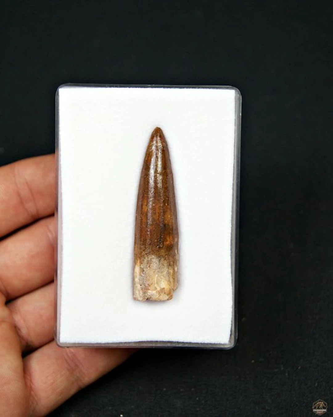 Spinosaur - Fossil tooth - Spinosaurus aegyptiacus (No reserve price)