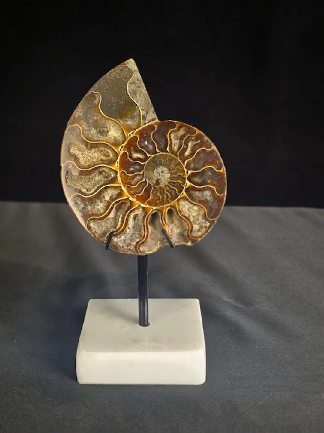 Ammonite - Fossilised animal - Aioloceras (Cleoniceras) sp