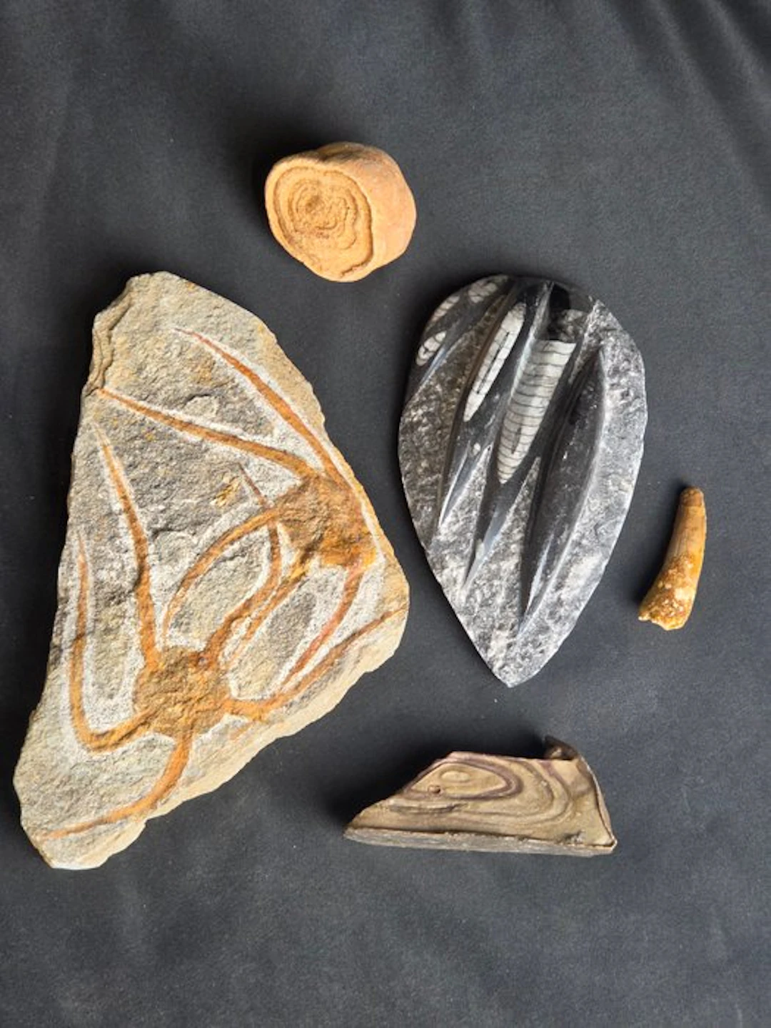Fossilised animal - Fossil Collection from Morocco: 2 Stromatolites