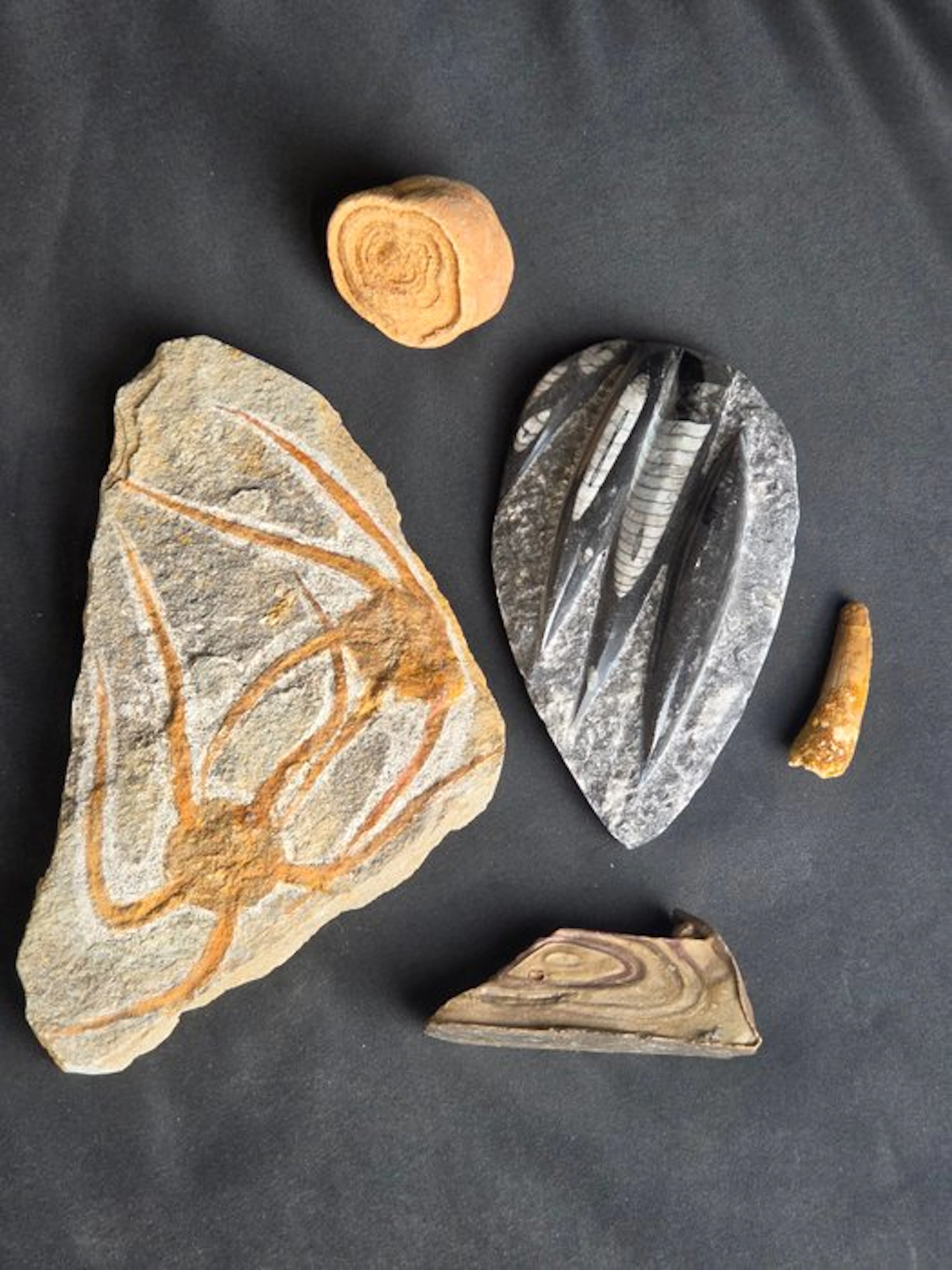 Fossilised animal - Fossil Collection from Morocco: 2 Stromatolites