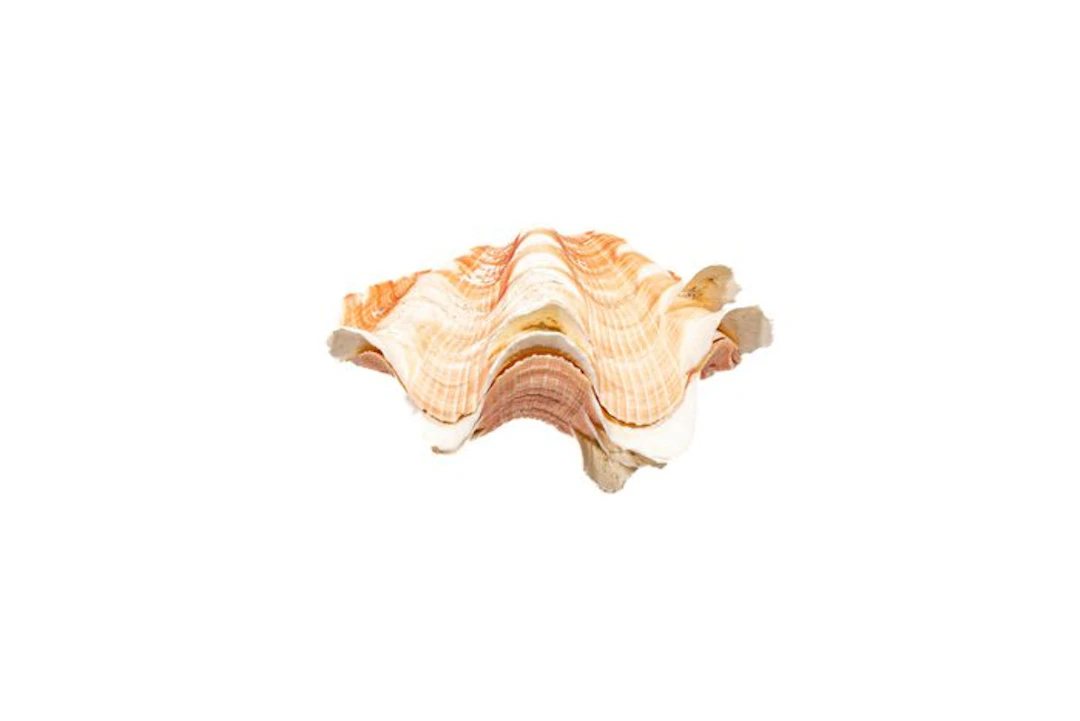 Bivalvia squamosa | Complete shell pair (2 valves)...