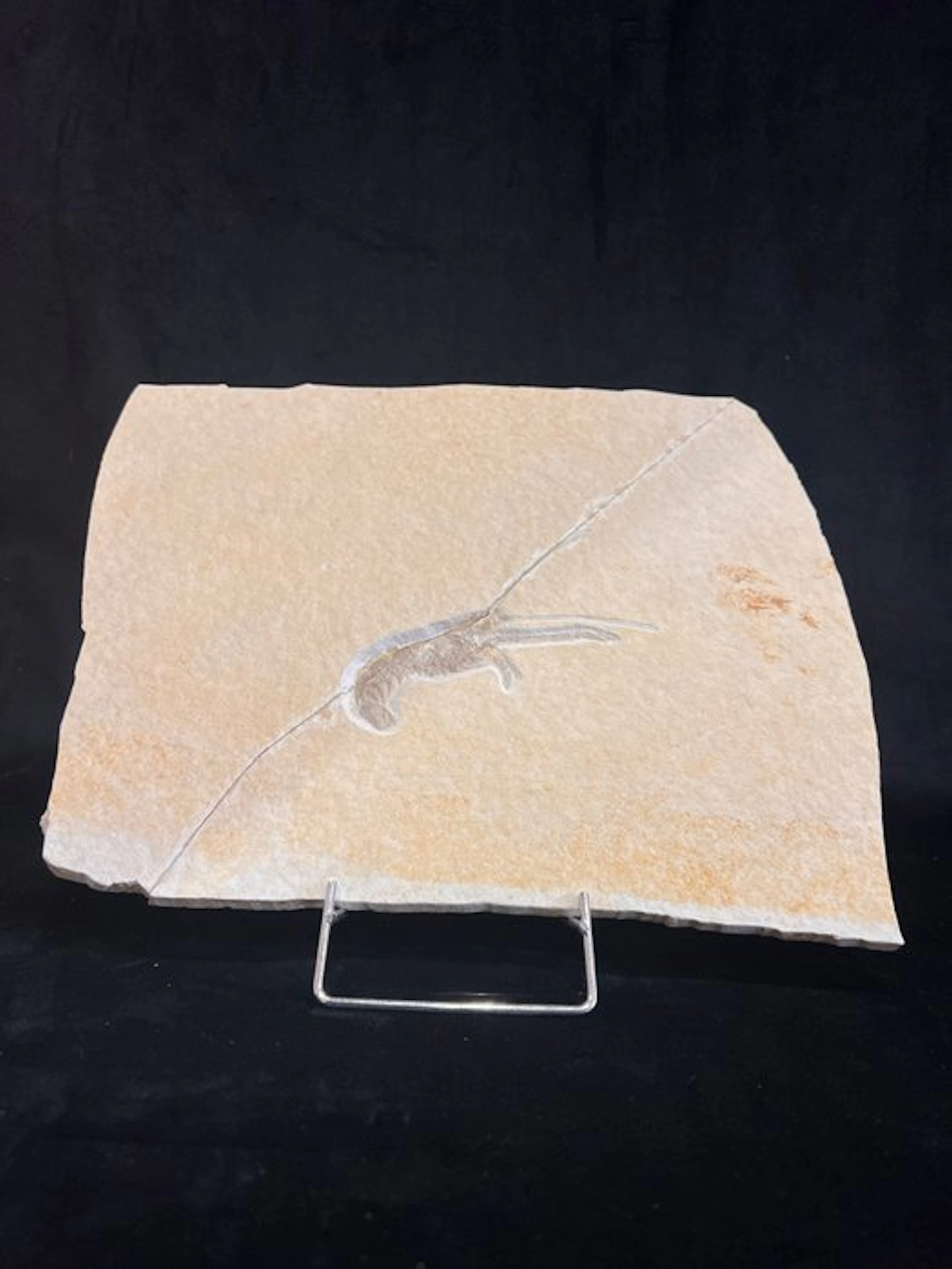 Crustacea - Fossil skeleton - Mecochirus - 24 cm - 29.5 cm