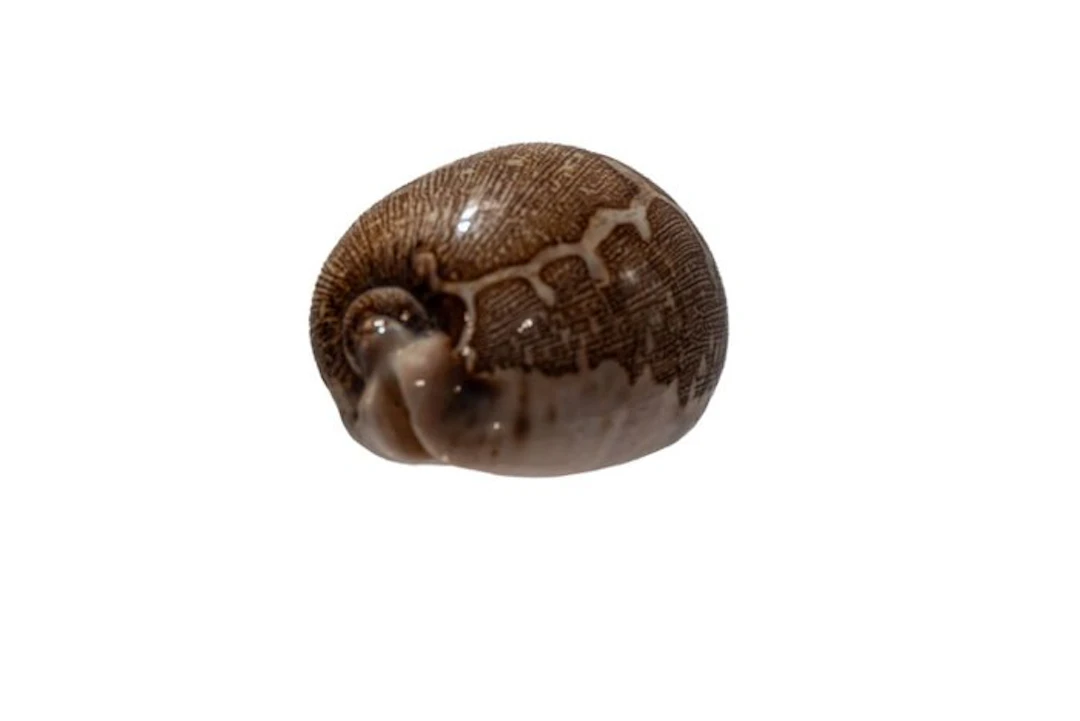 Map cowrie (Cypraea mappa) | Splendid specimen