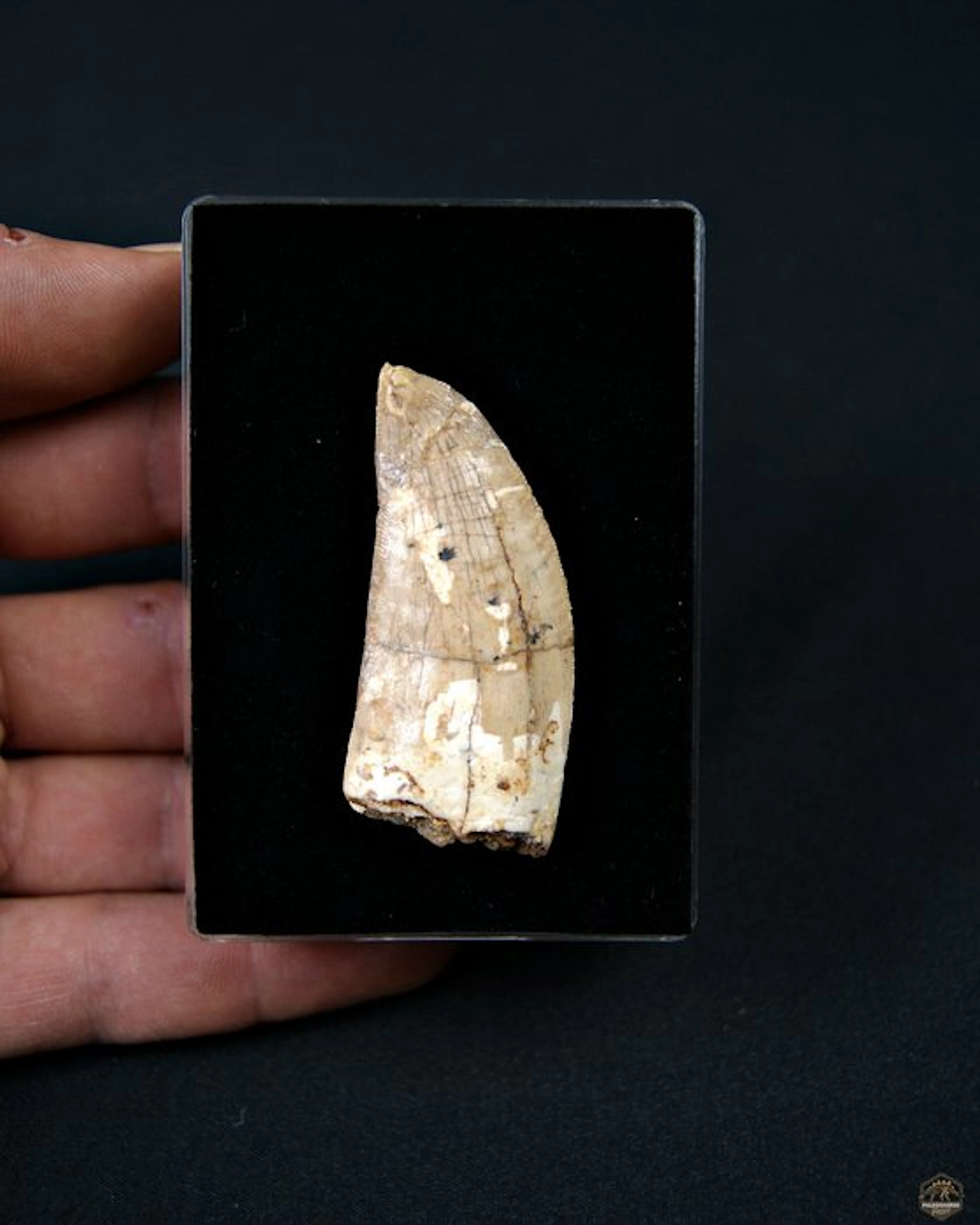 Dinosaur - Fossil tooth - Carcharodontosaurus Saharicus