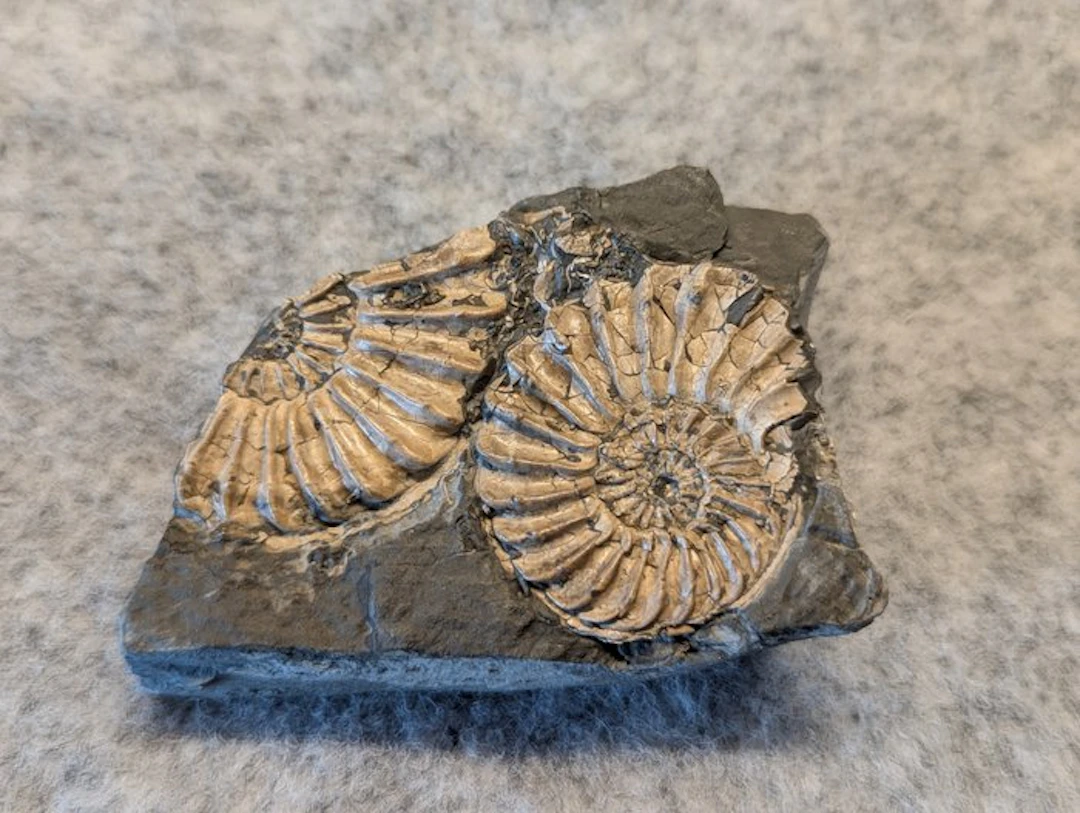 Ammonite - Fossilised animal - Pleuroceras sp. (No reserve price)