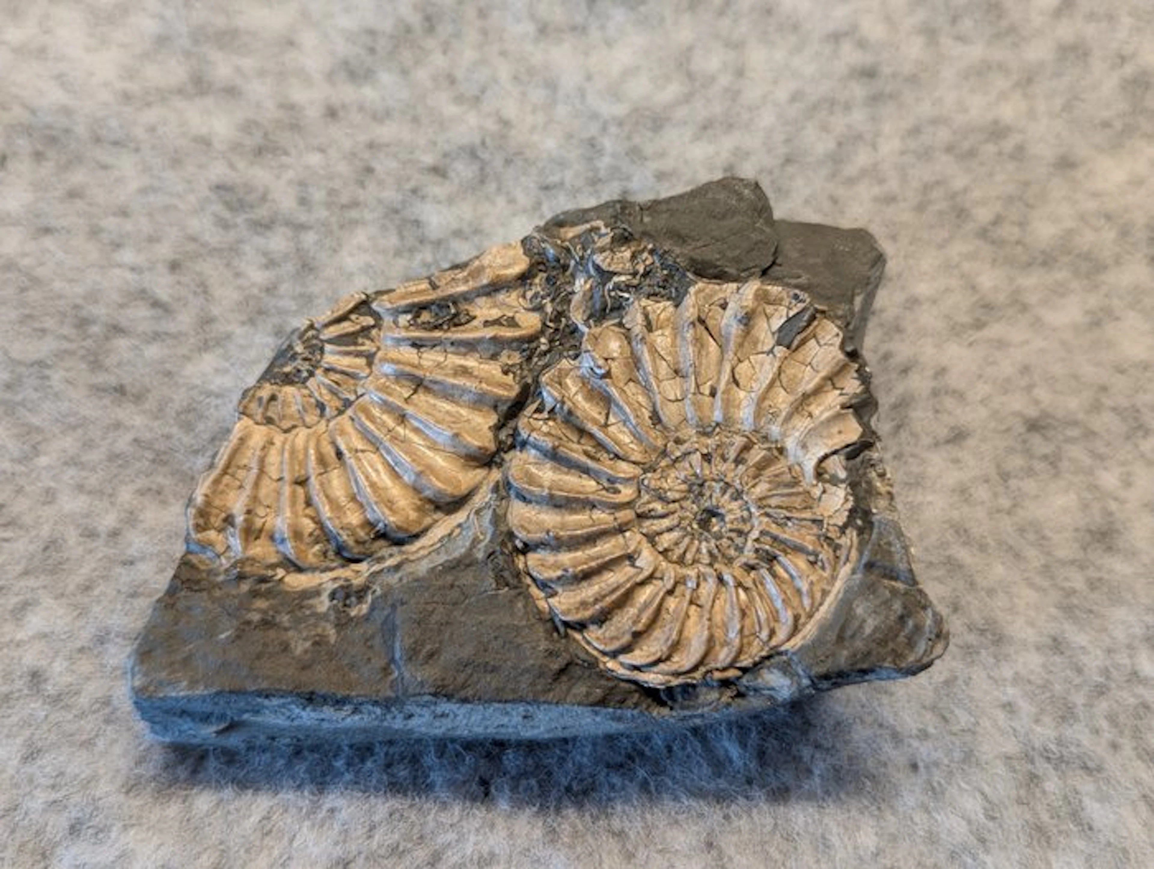 Ammonite - Fossilised animal - Pleuroceras sp. (No reserve price)