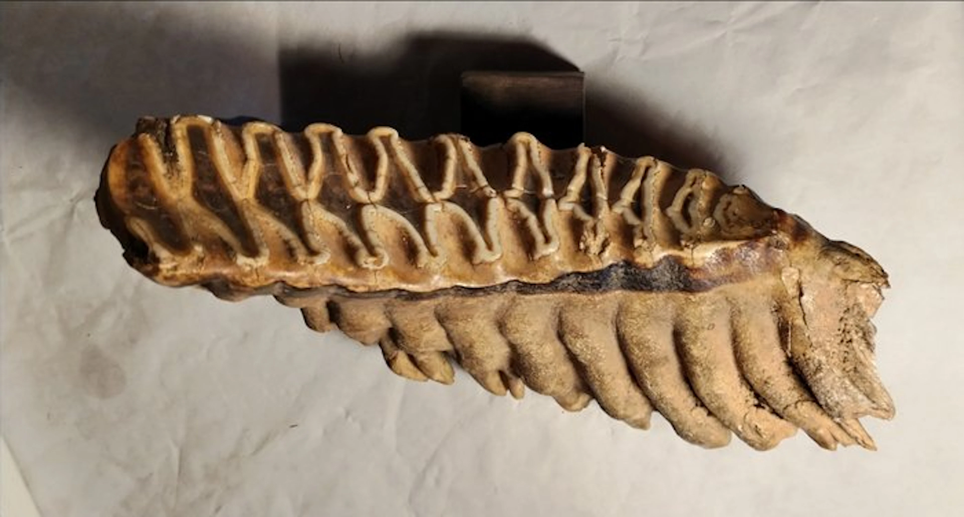 Woolly Mammoth - Fossil tooth - 24 cm - 11 cm