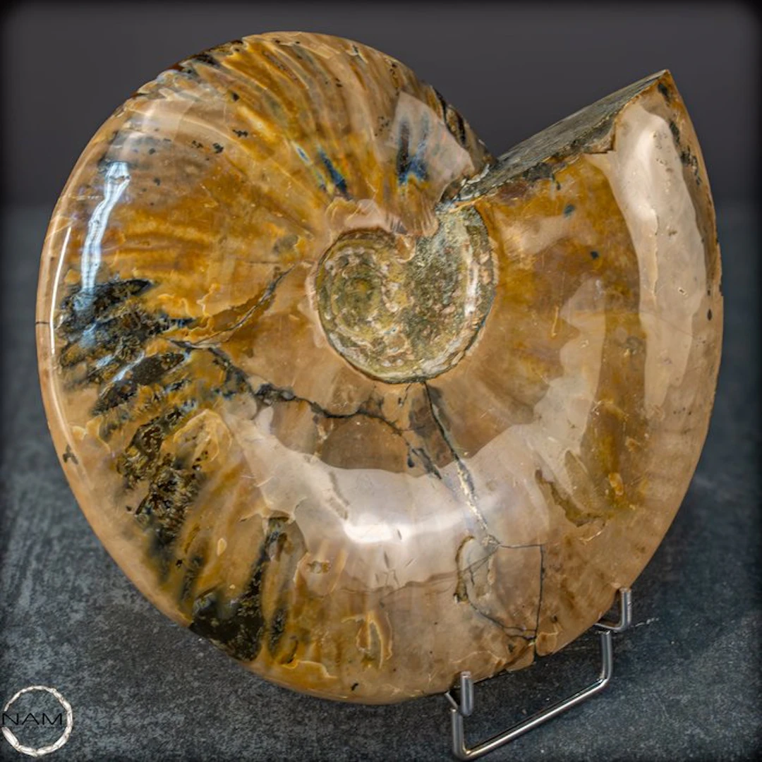 Natural Rare Color Ammolite Ammonite Fossil- 1737.97 g