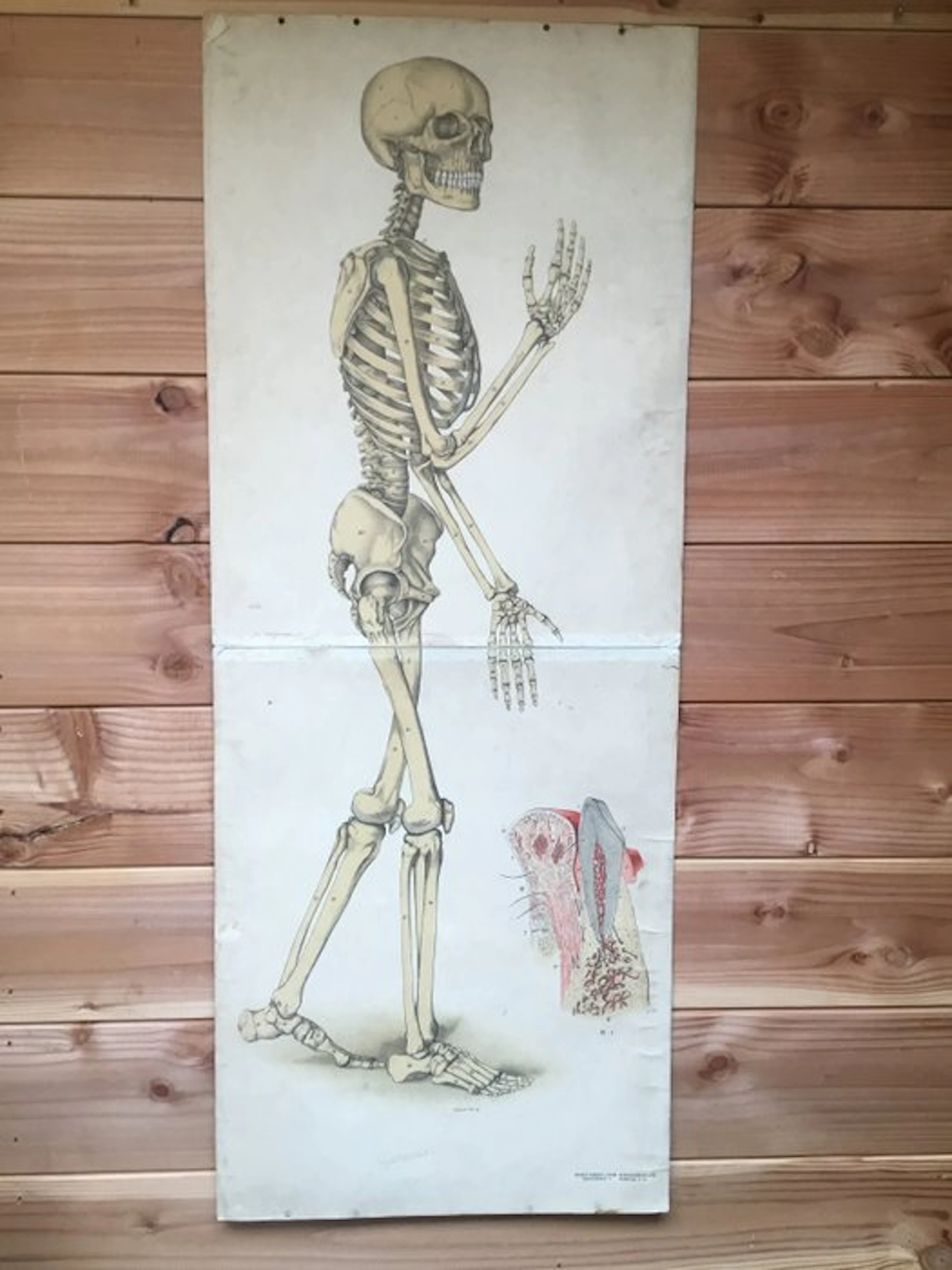 Anatomical model - Yesterday cardboard - 1899 - Old anatomy teaching chart