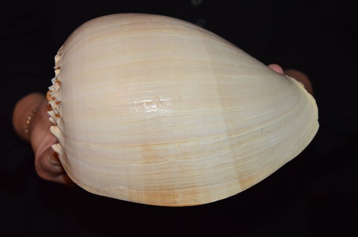 Sea Snail Sea shell - M-986 MELO BRODERIPII (No Reserve Price) | Barnebys