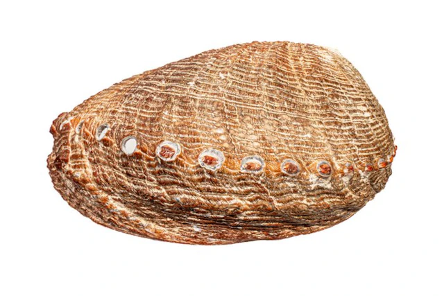 Haliotis walallensis - Rare Flat Abalone - Exceptional...