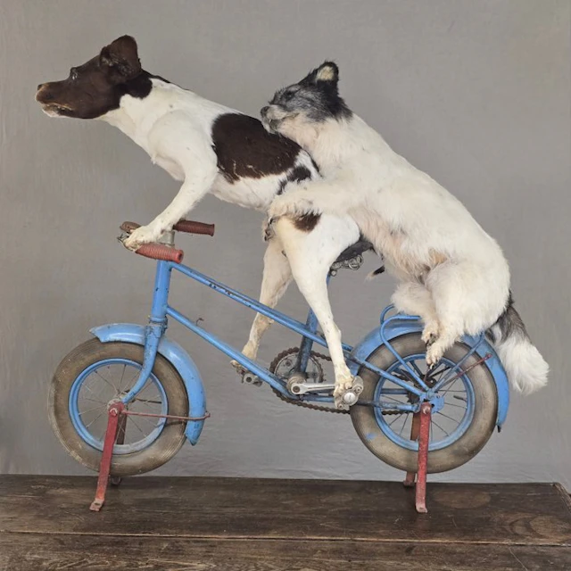 Domestic Dog Taxidermy full body mount - Canis lupus familiaris